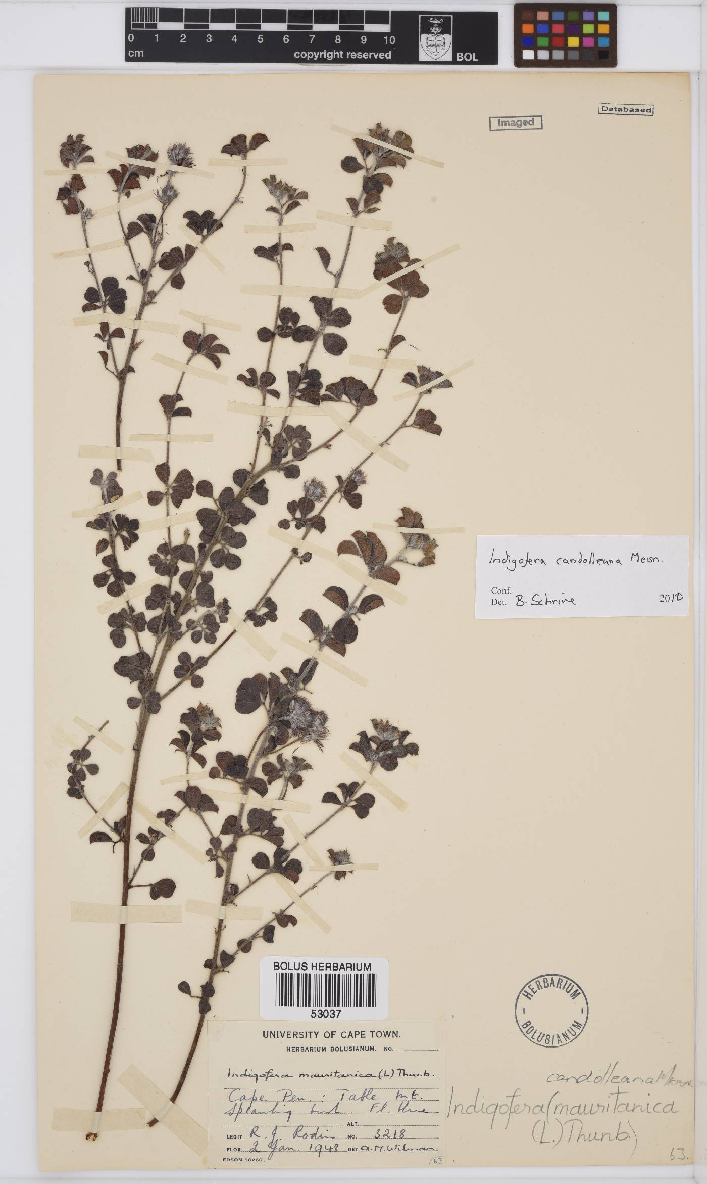 Indigofera candolleana image