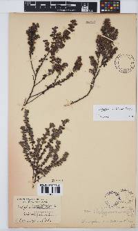 Indigofera candolleana image