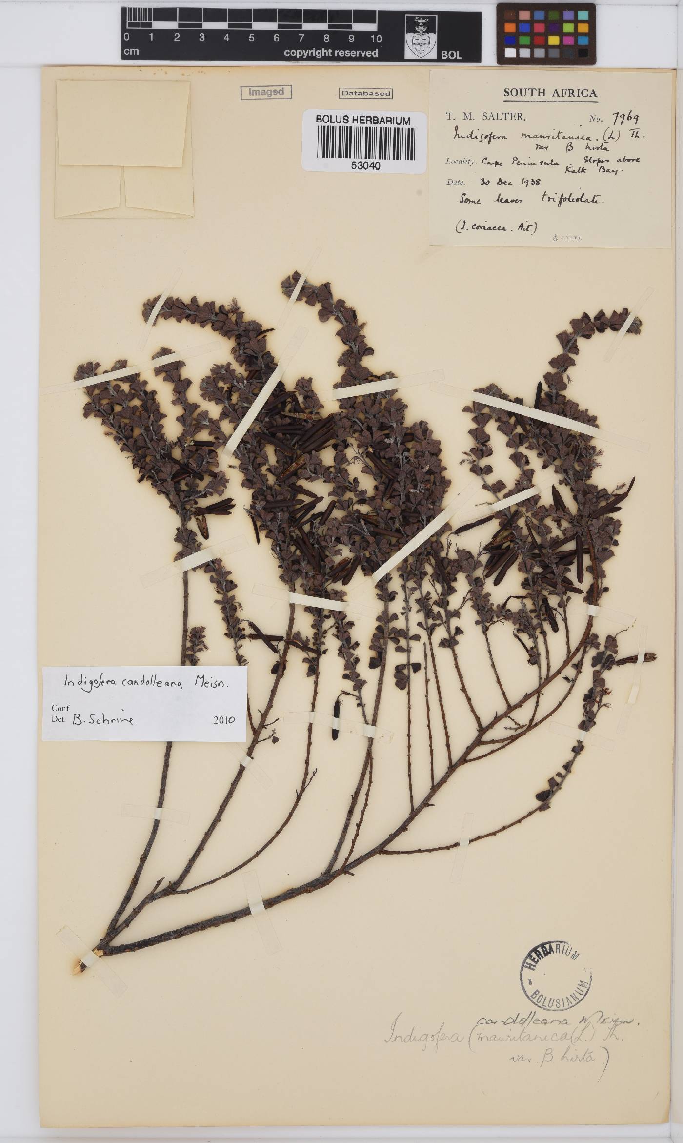 Indigofera candolleana image