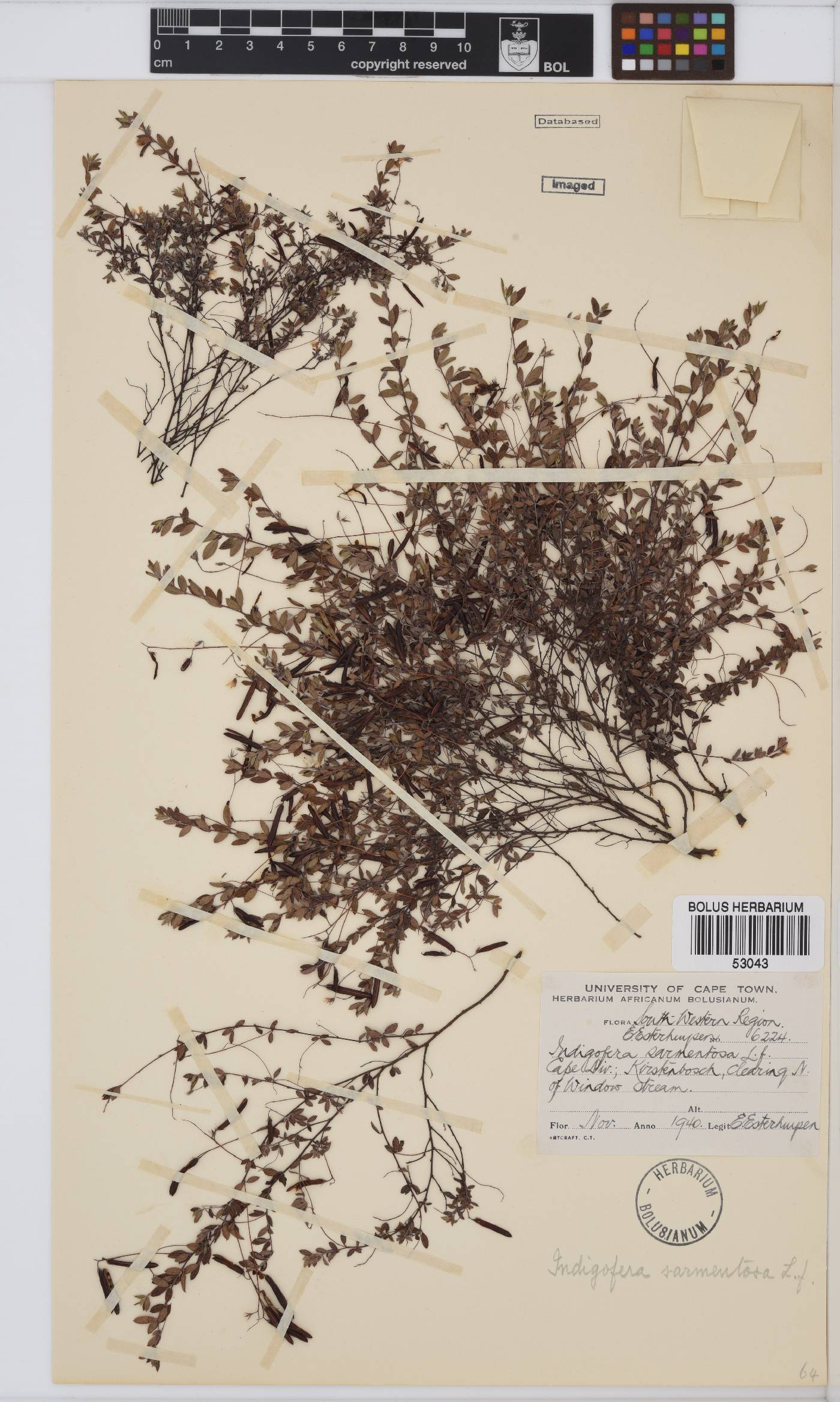 Indigofera sarmentosa image
