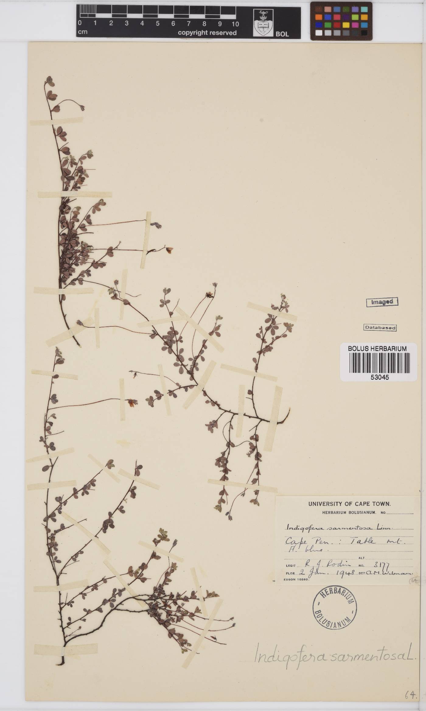 Indigofera sarmentosa image