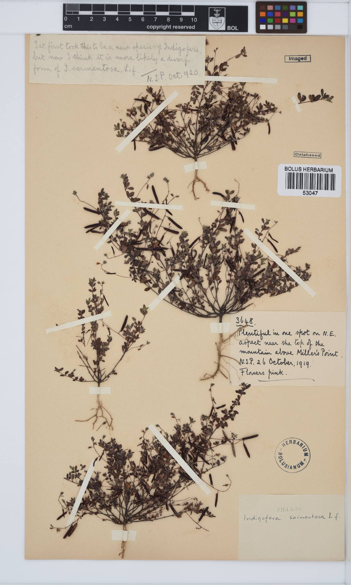 Indigofera sarmentosa image