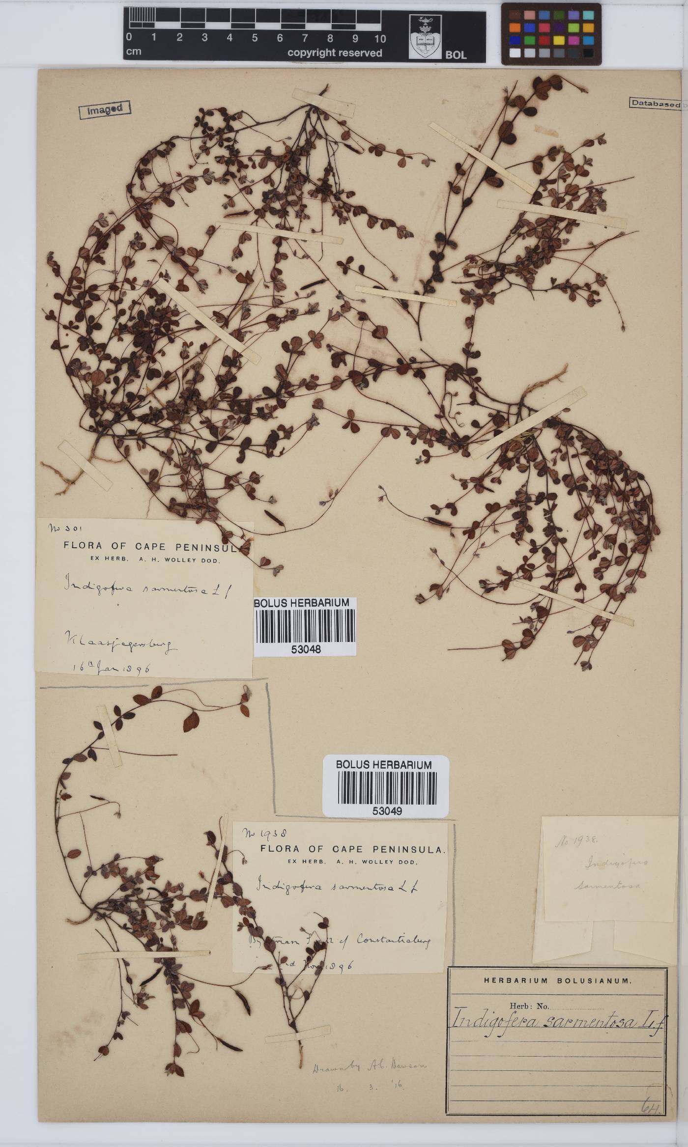 Indigofera sarmentosa image