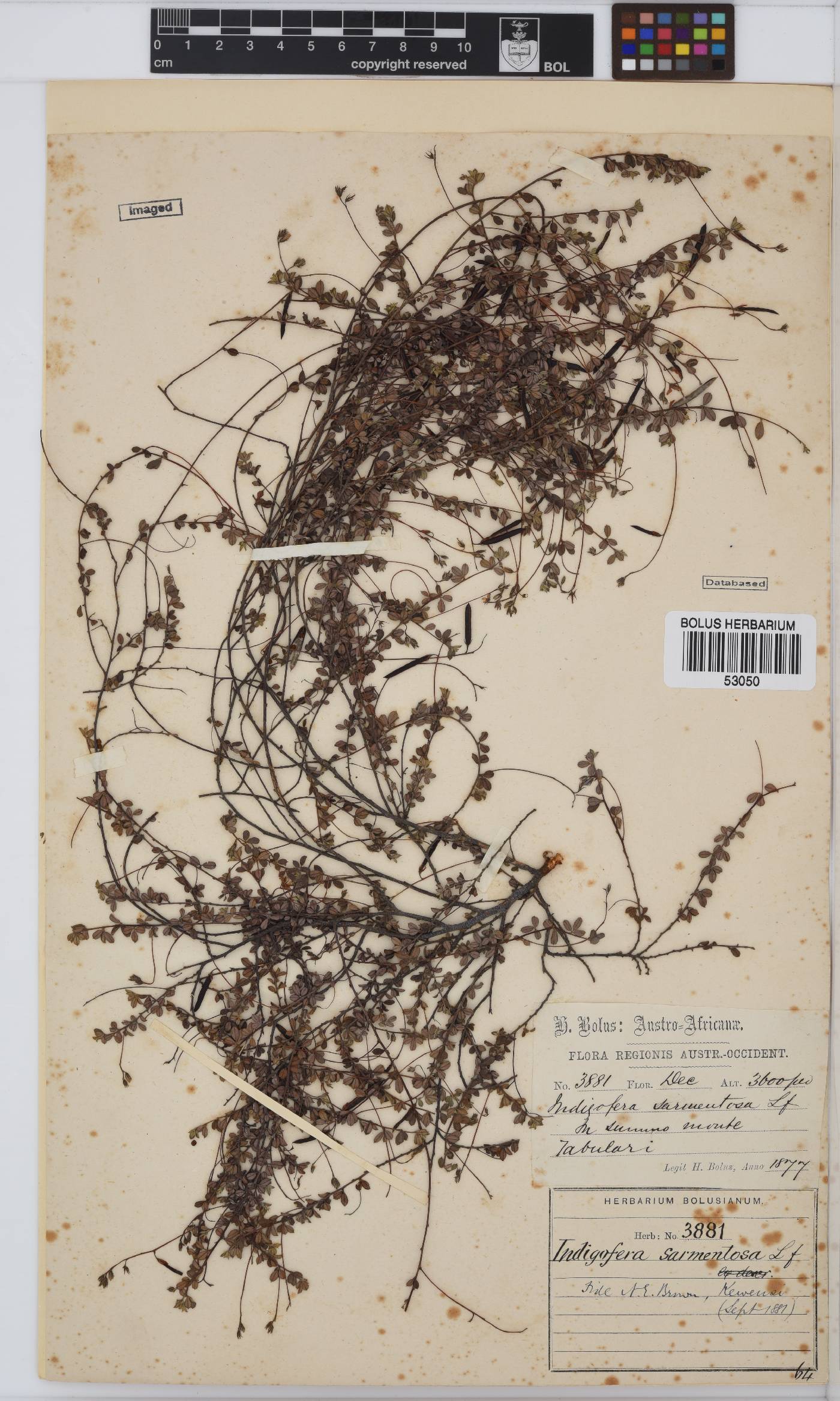 Indigofera sarmentosa image