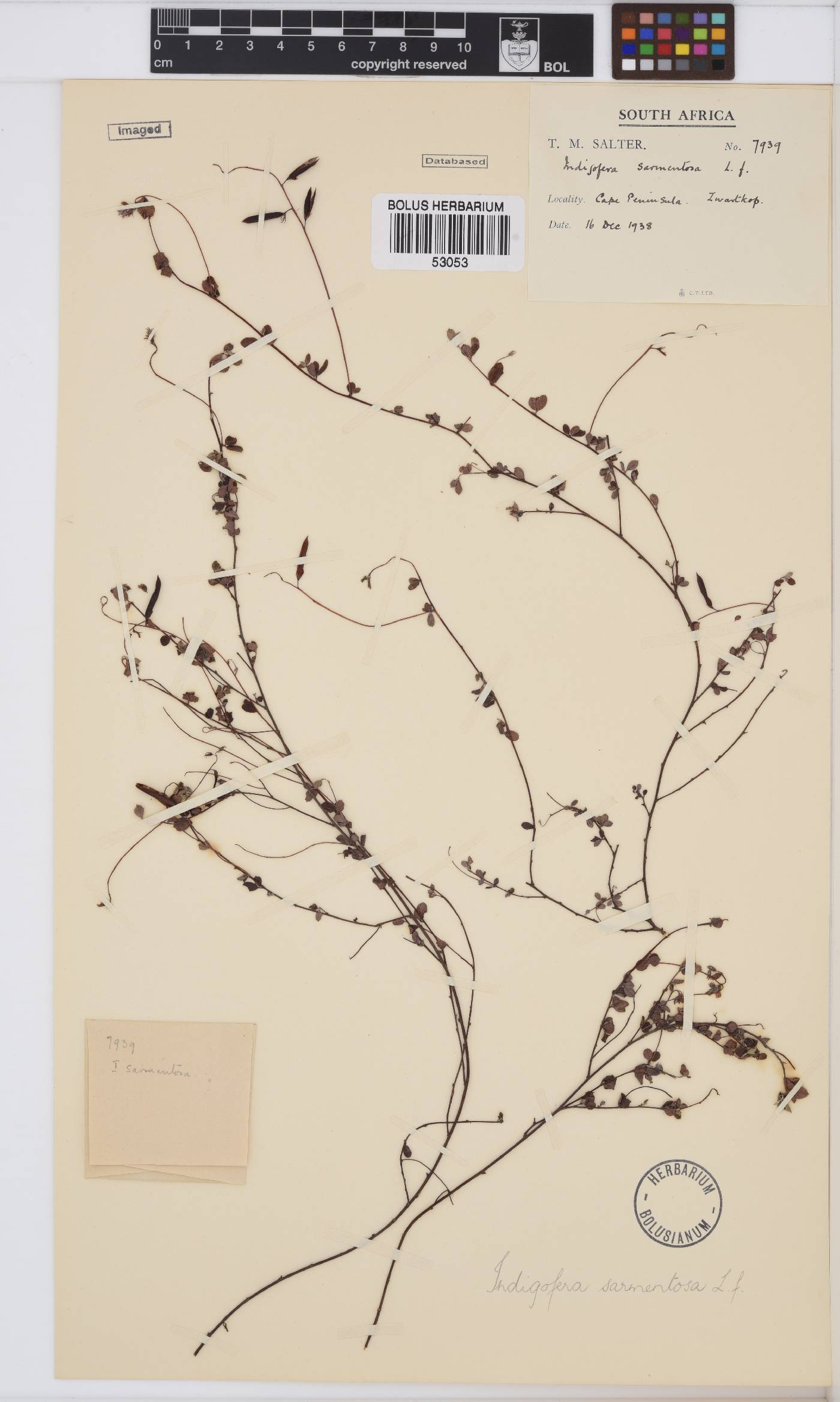 Indigofera sarmentosa image