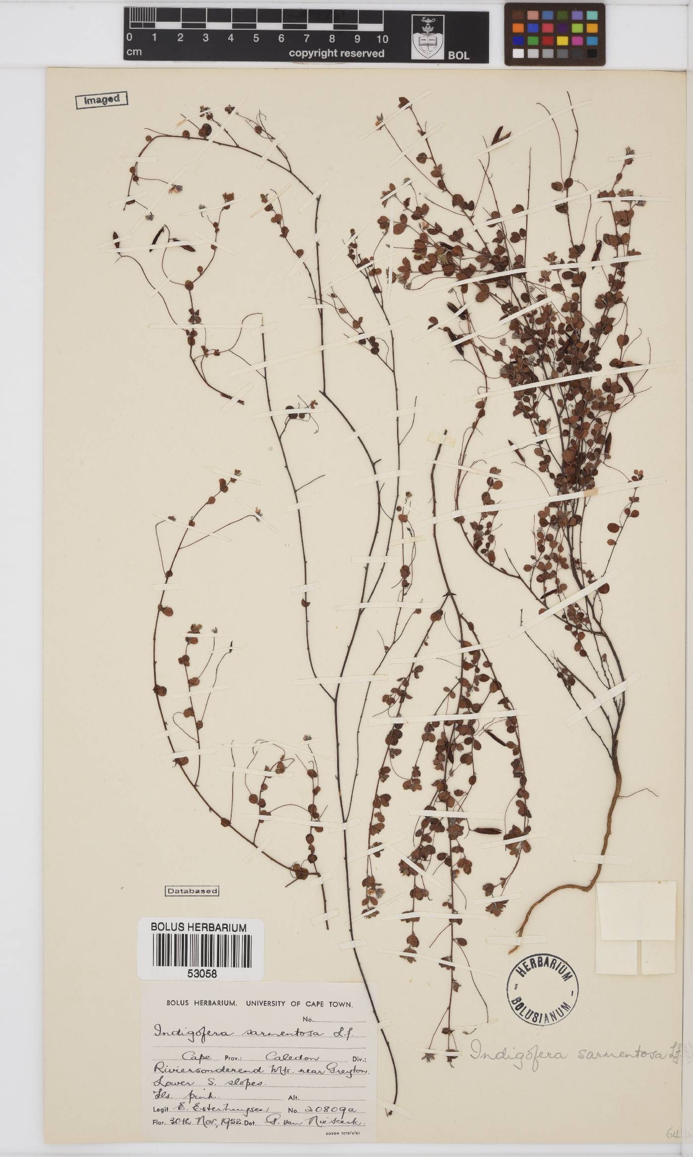 Indigofera sarmentosa image