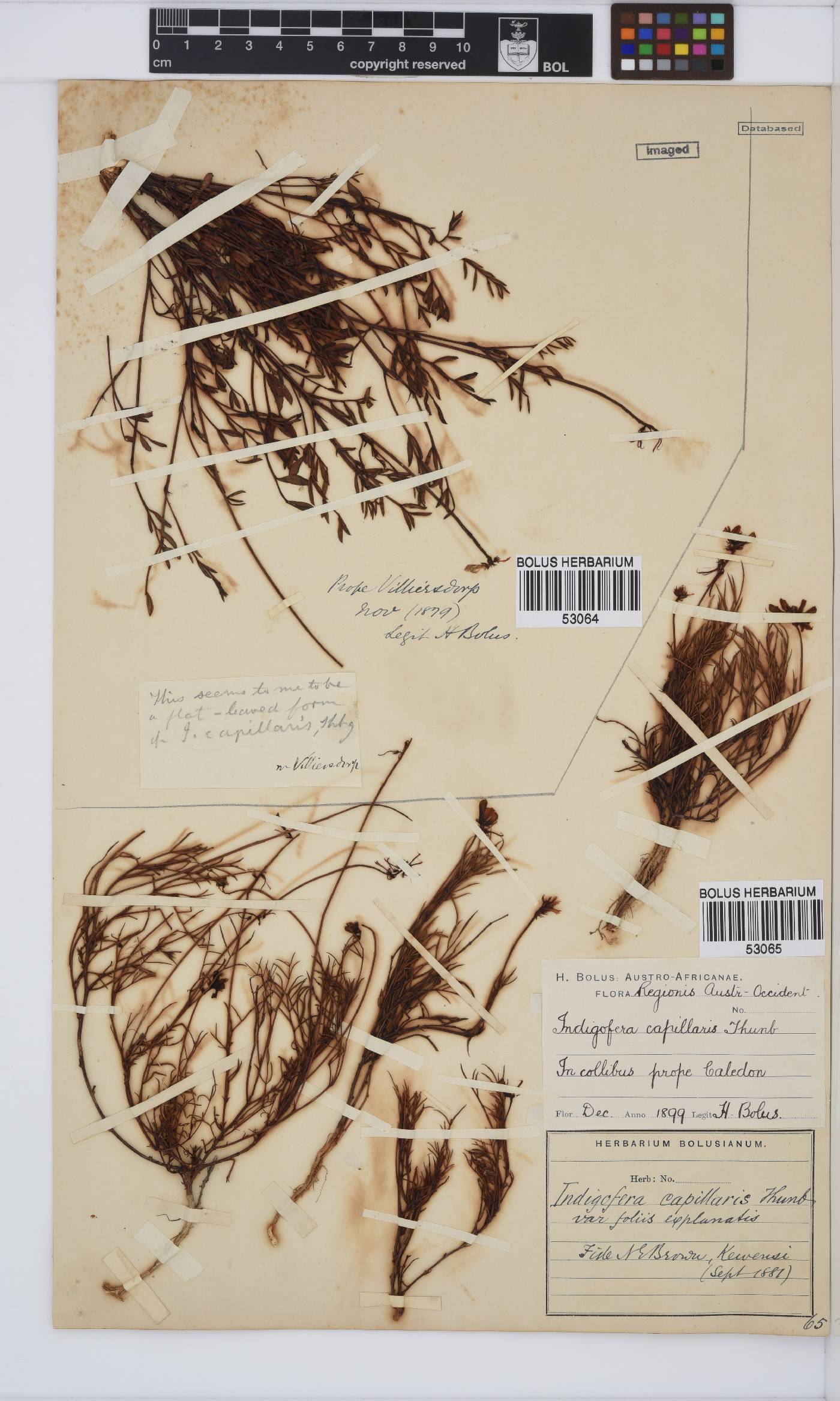 Indigofera capillaris image