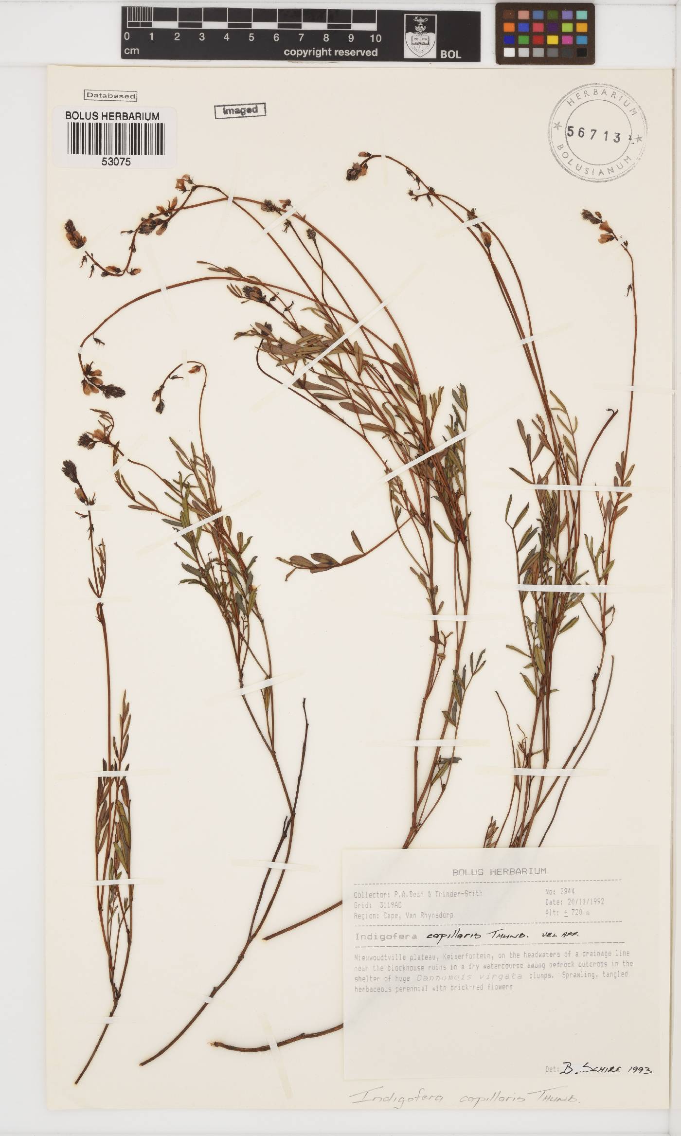 Indigofera capillaris image