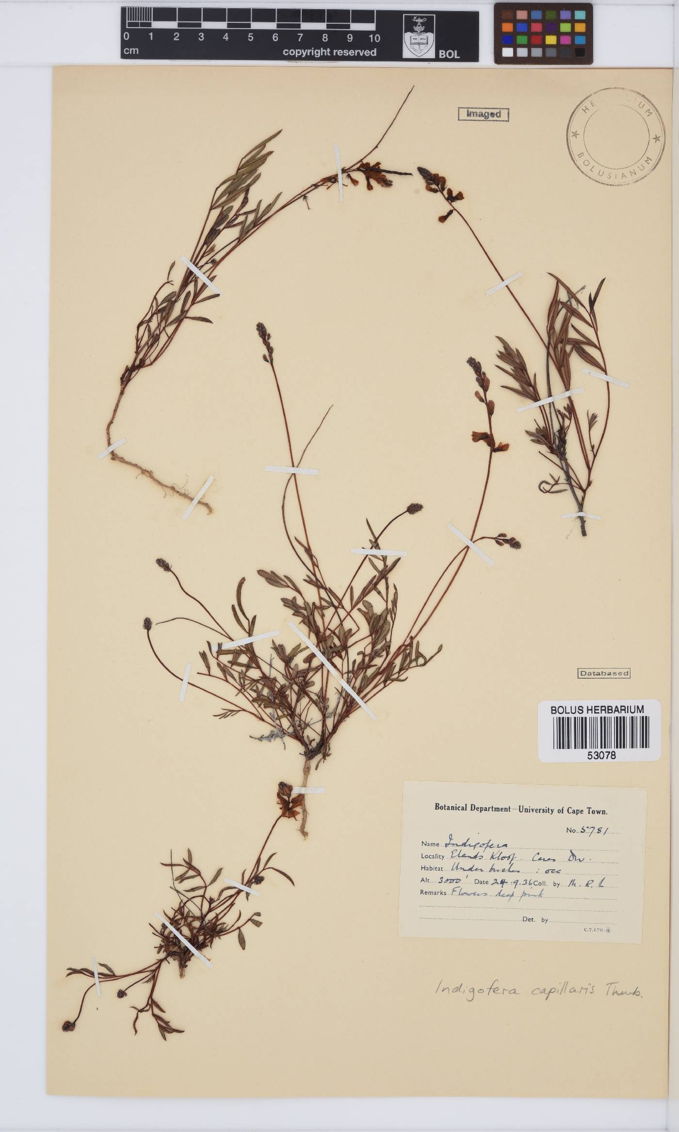 Indigofera capillaris image