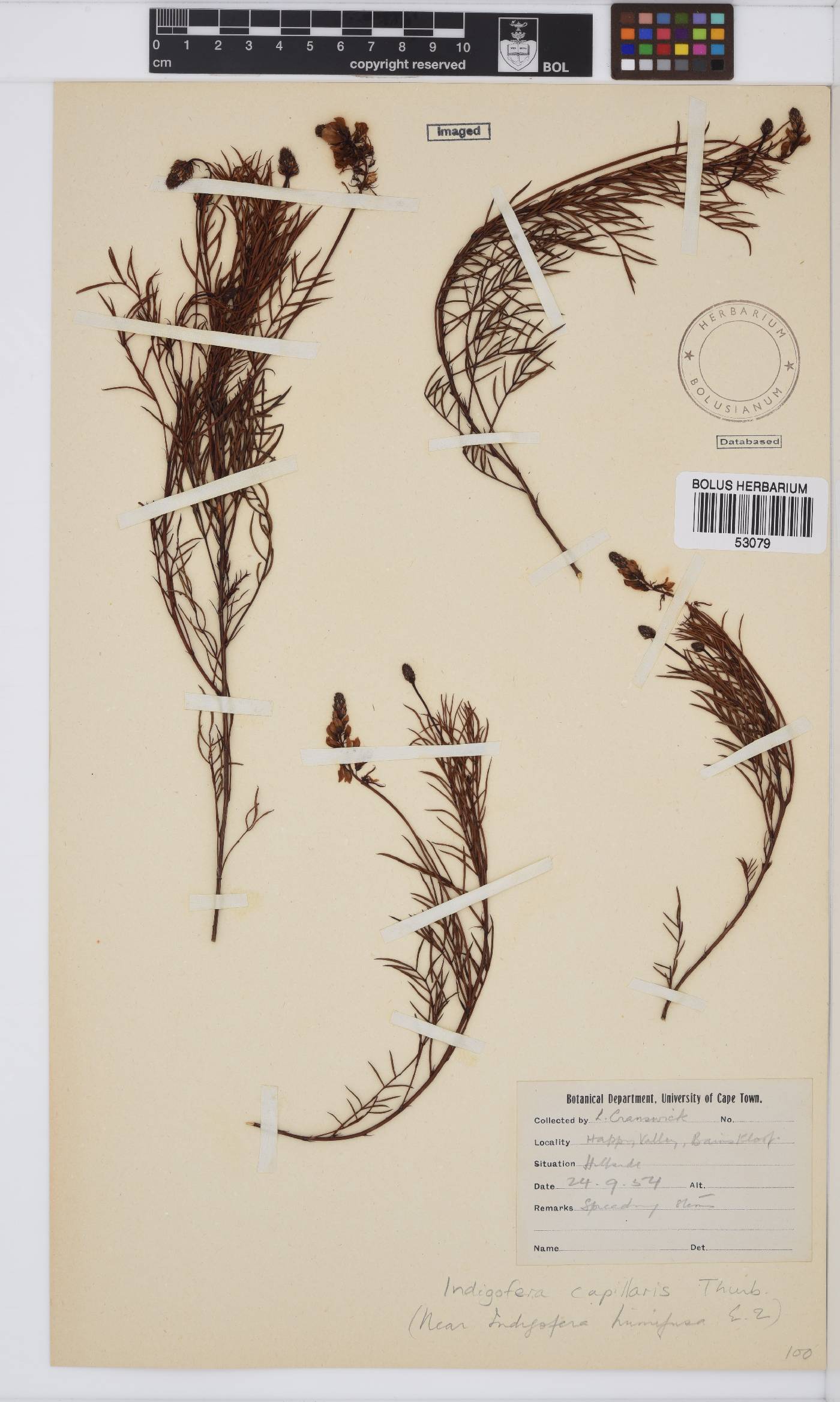 Indigofera capillaris image