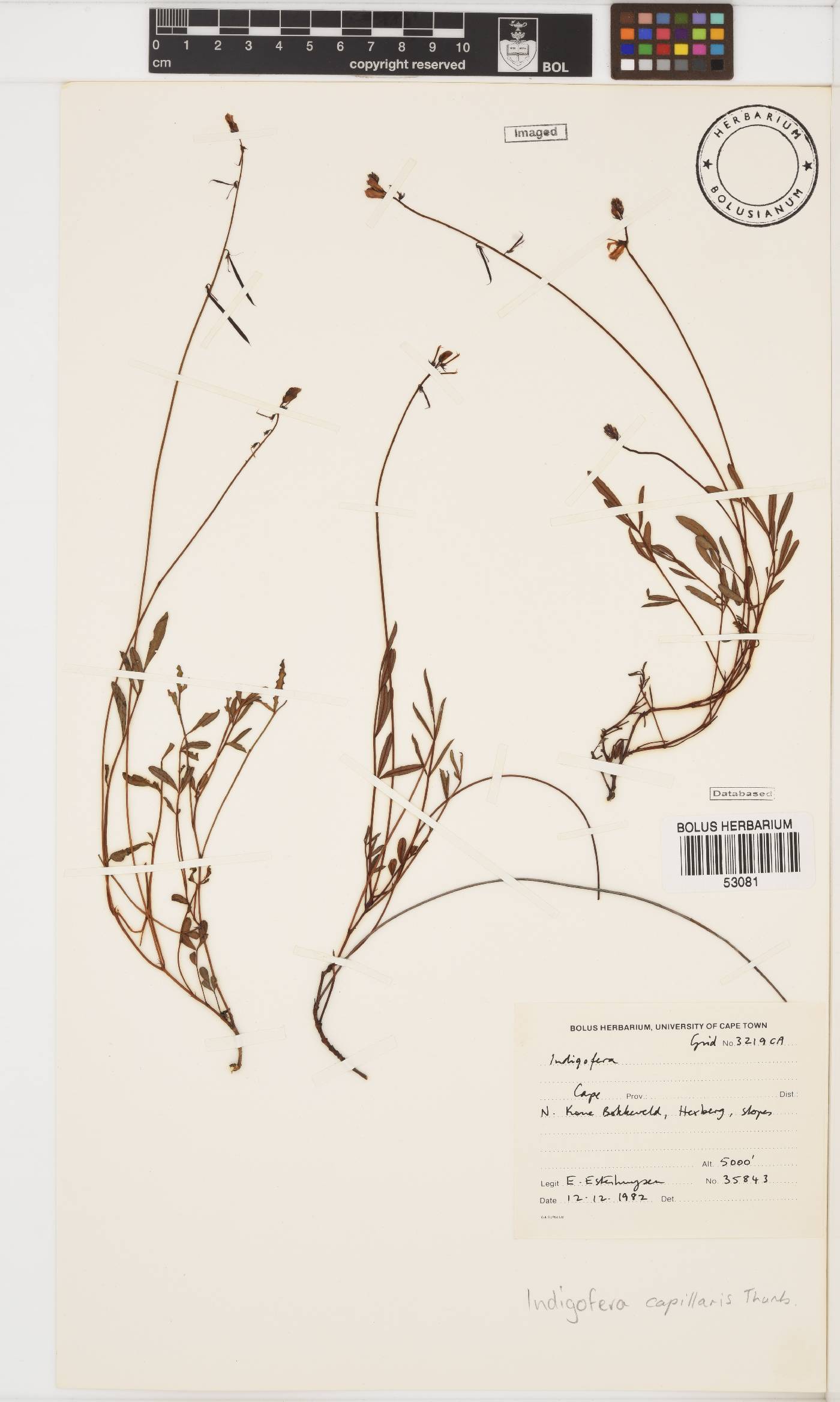 Indigofera image