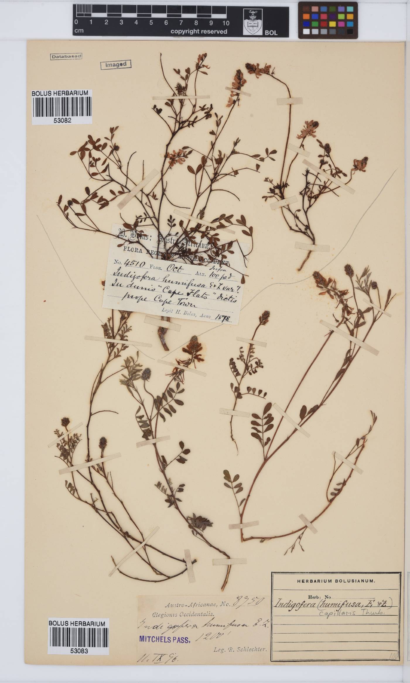 Indigofera capillaris image