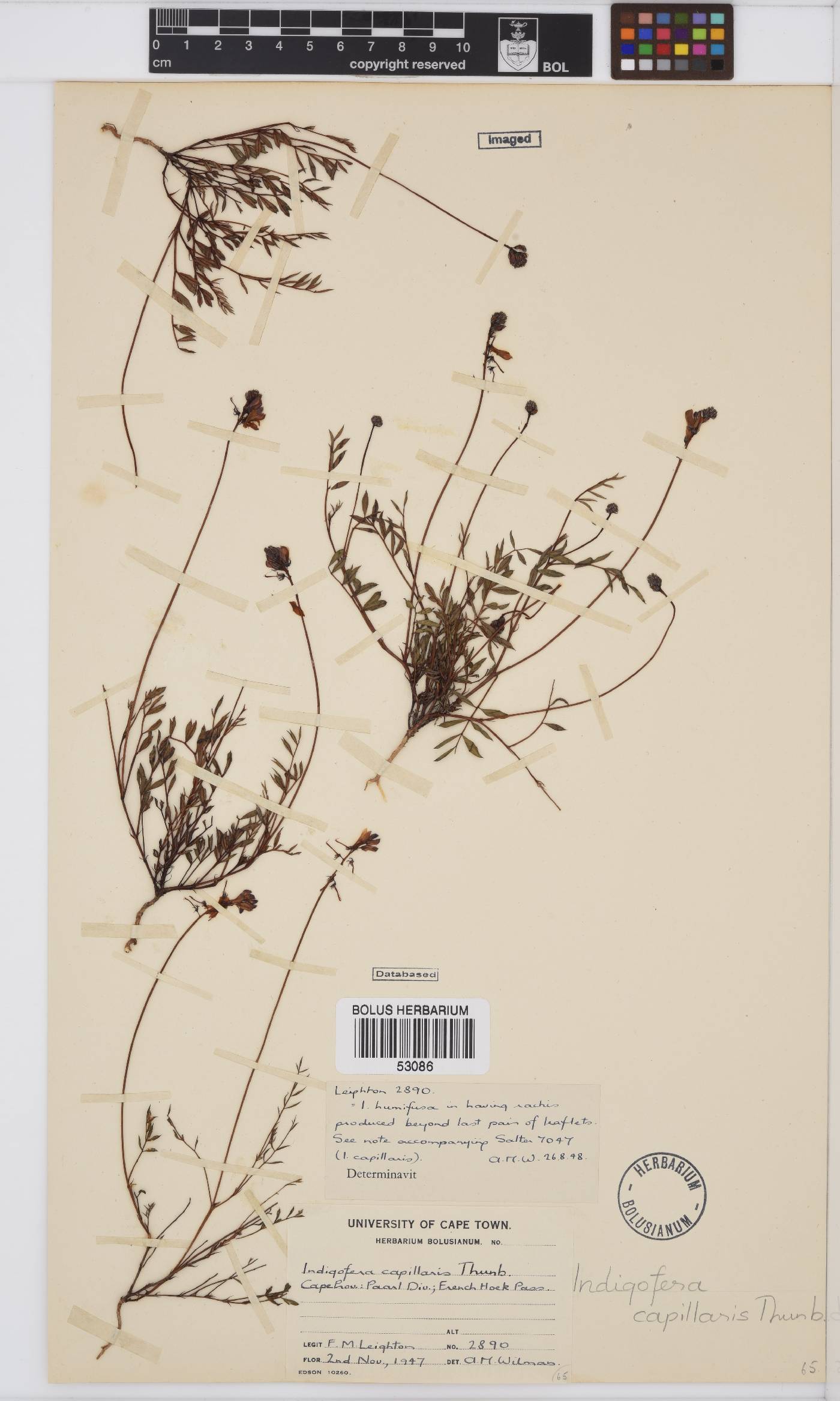 Indigofera capillaris image