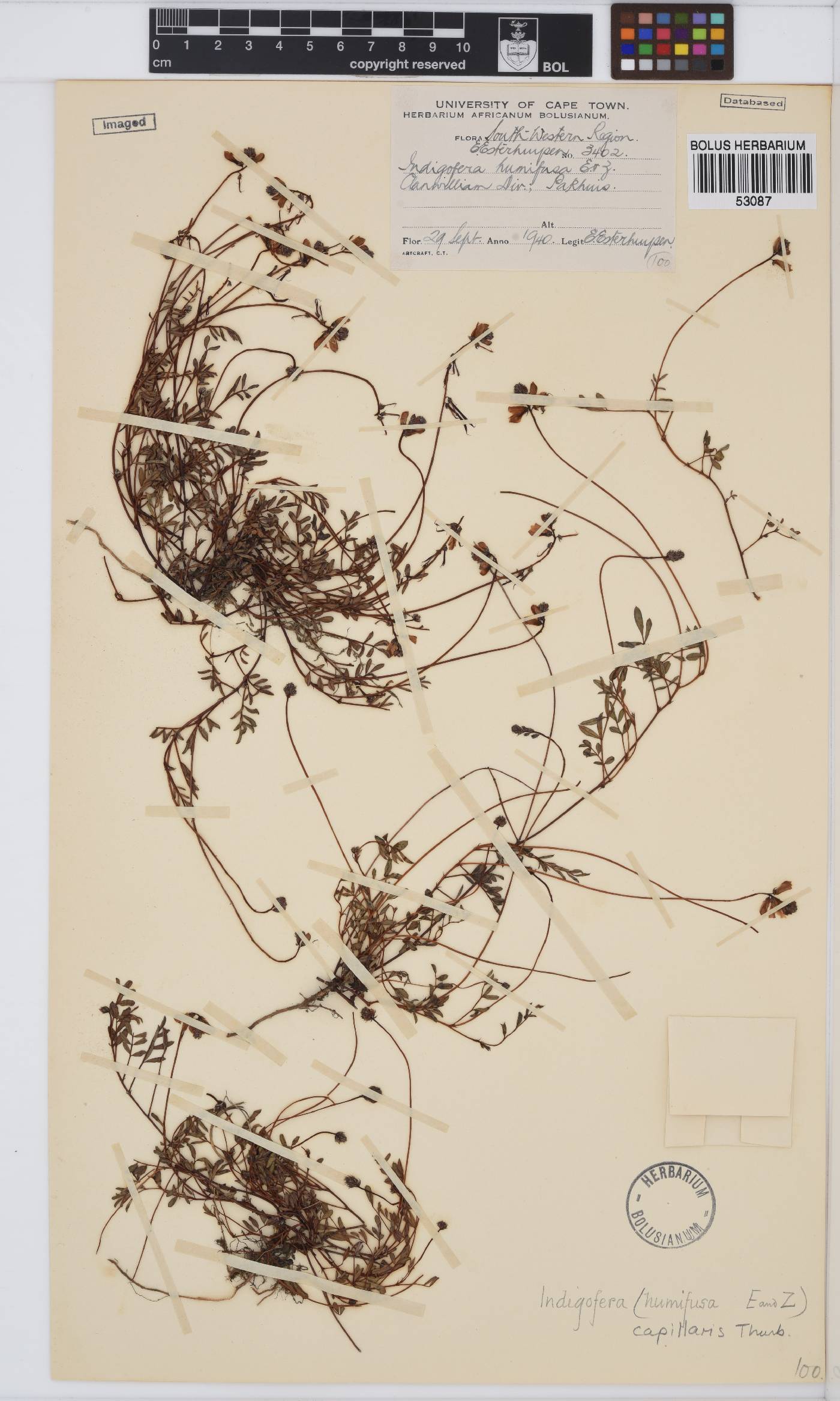 Indigofera capillaris image