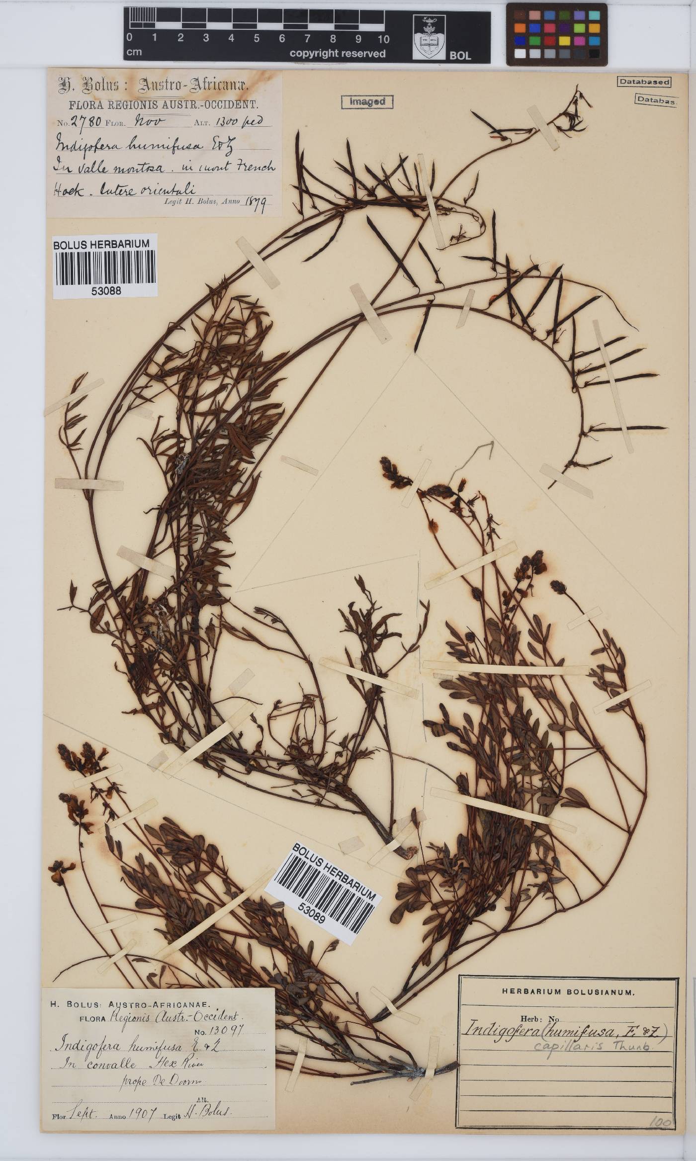 Indigofera capillaris image