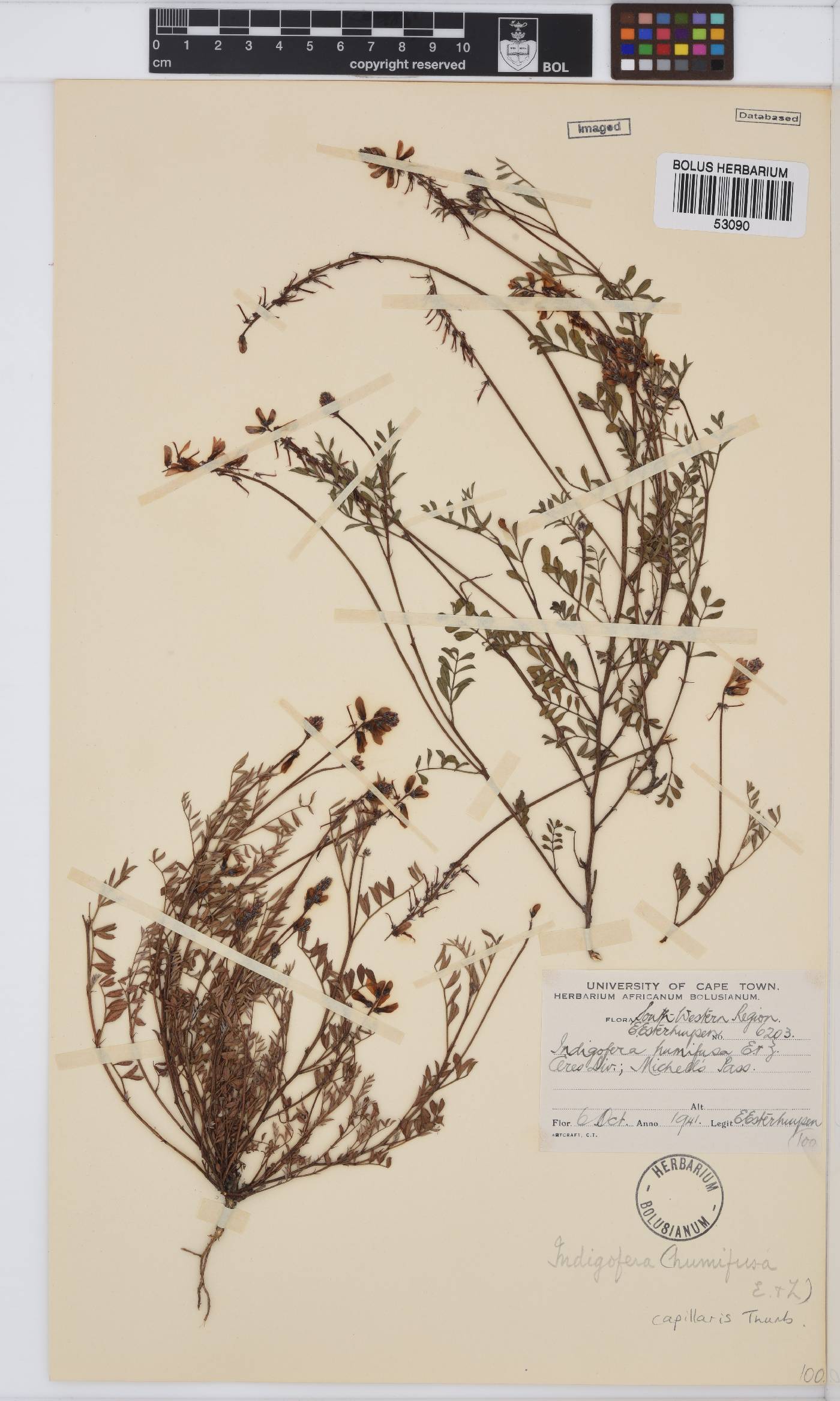 Indigofera capillaris image