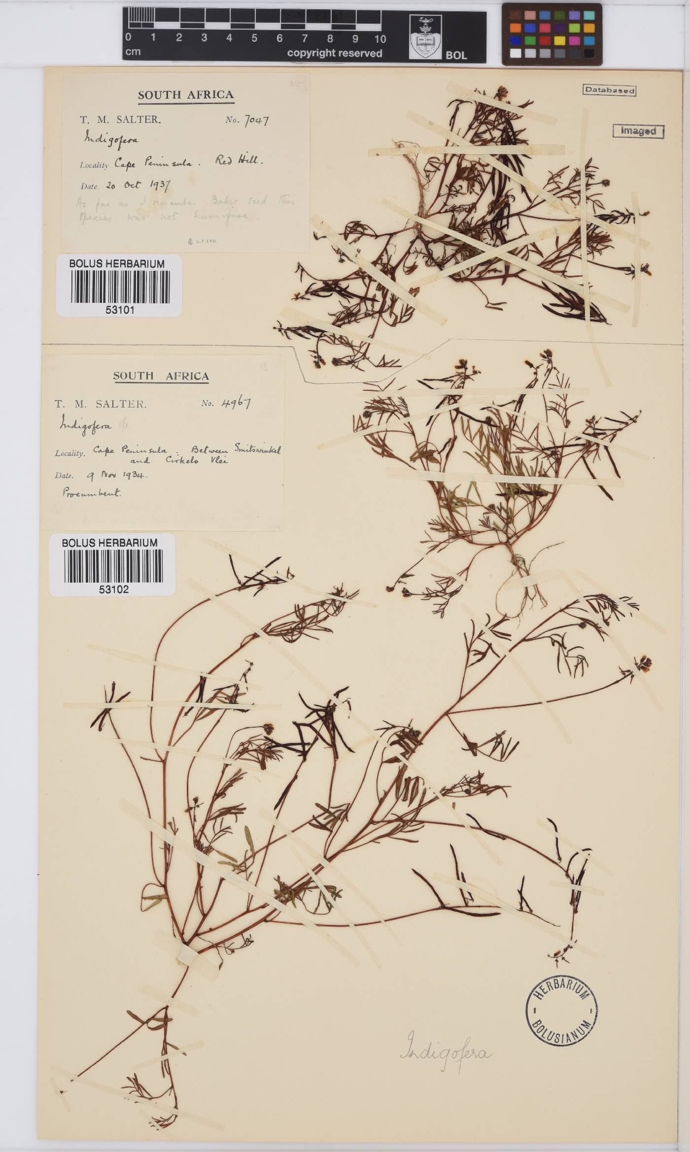 Indigofera capillaris image