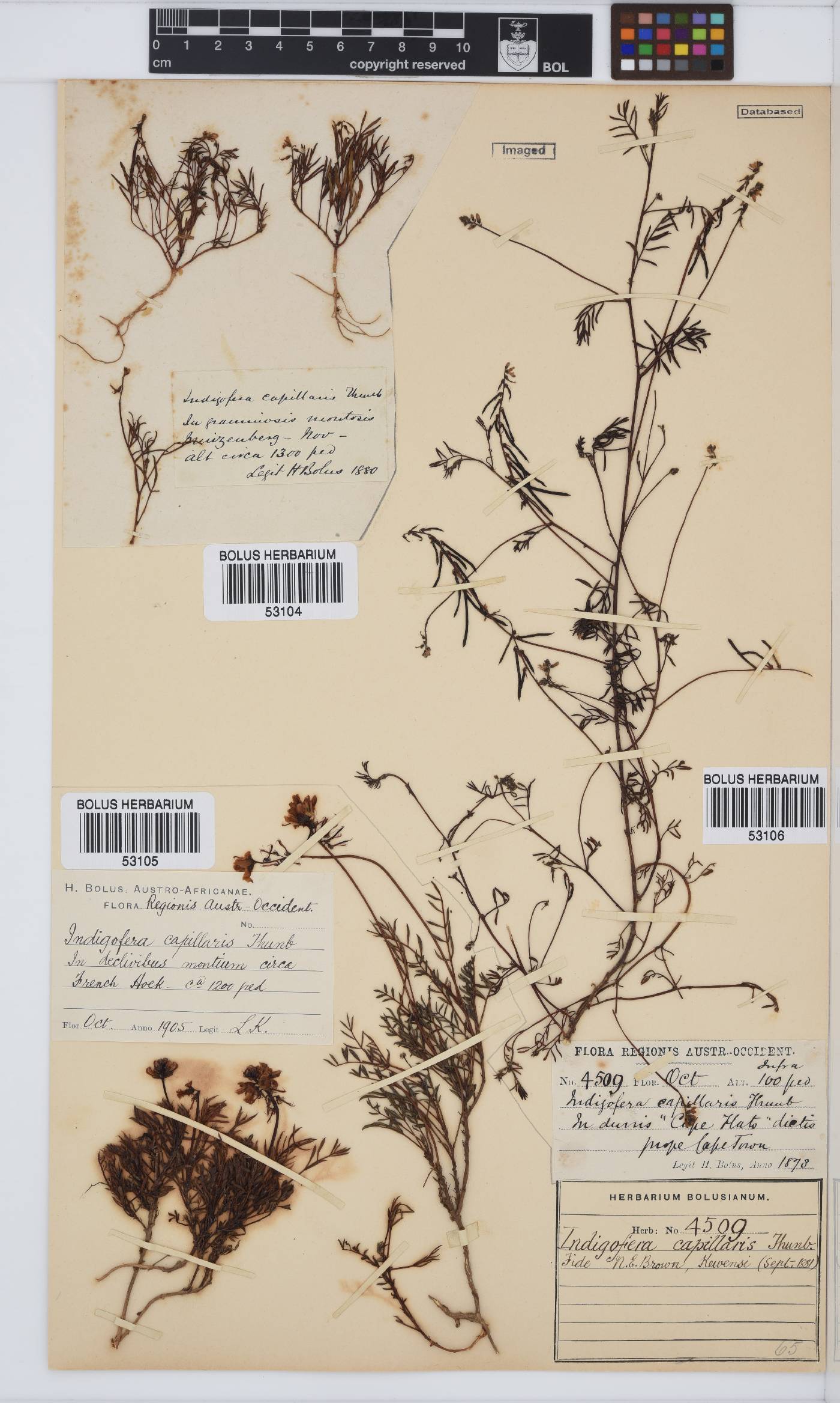 Indigofera capillaris image