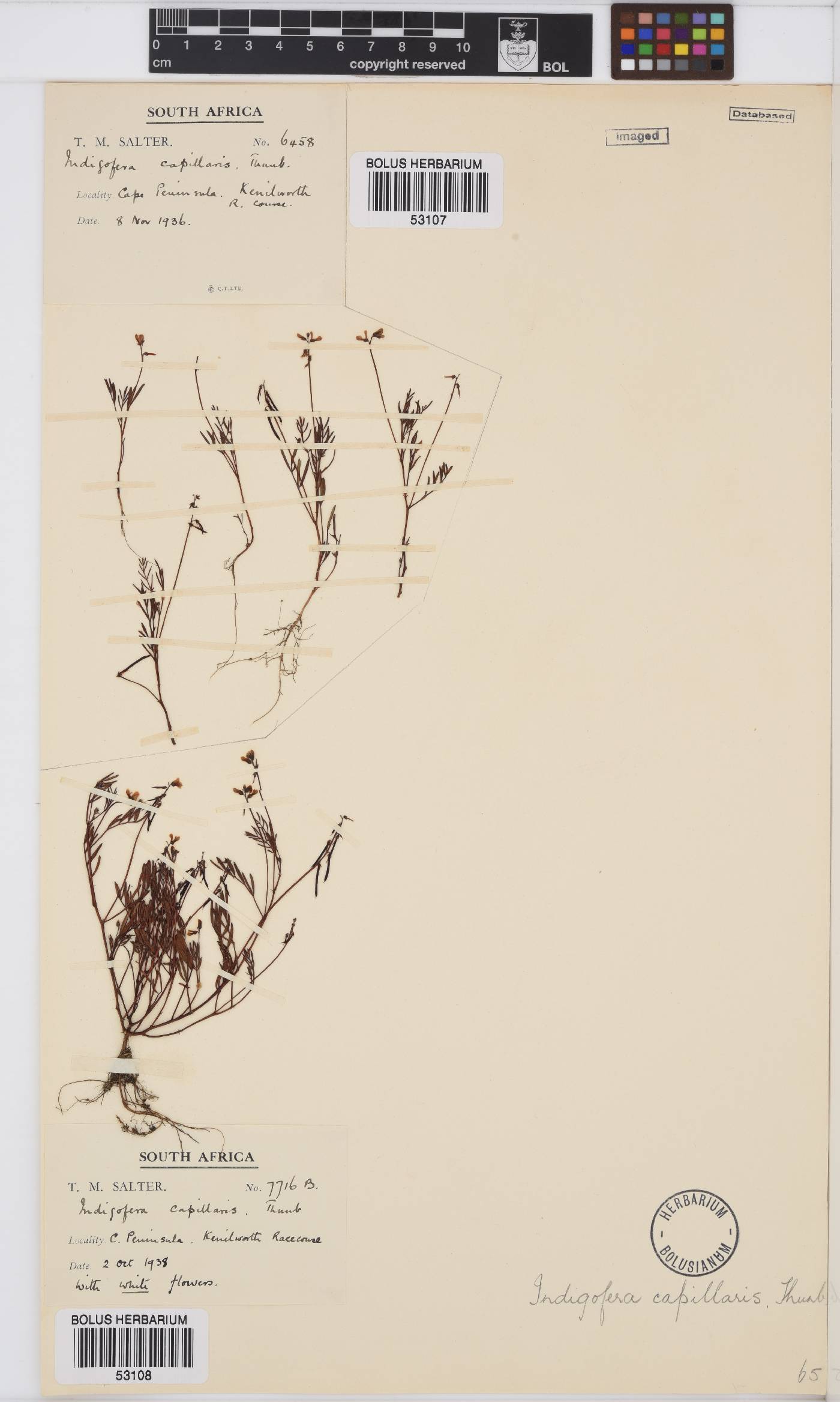 Indigofera capillaris image