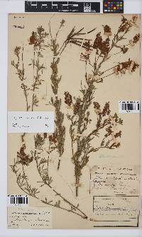 Indigofera hedyantha image