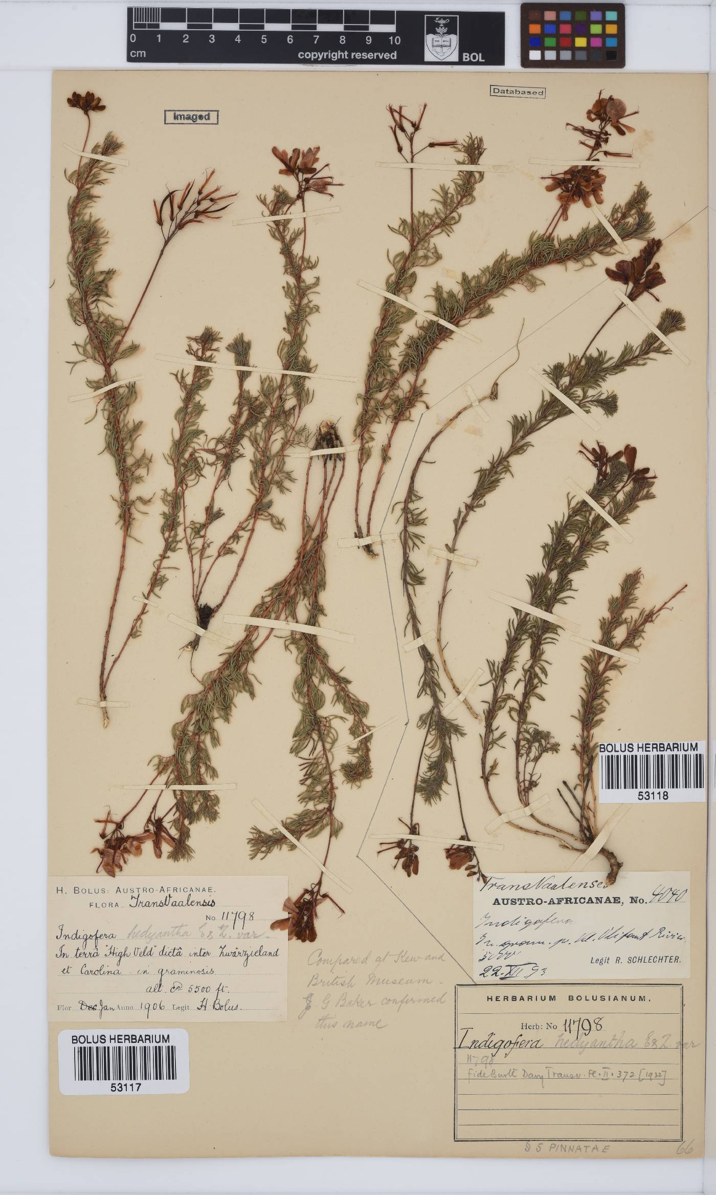 Indigofera hedyantha image