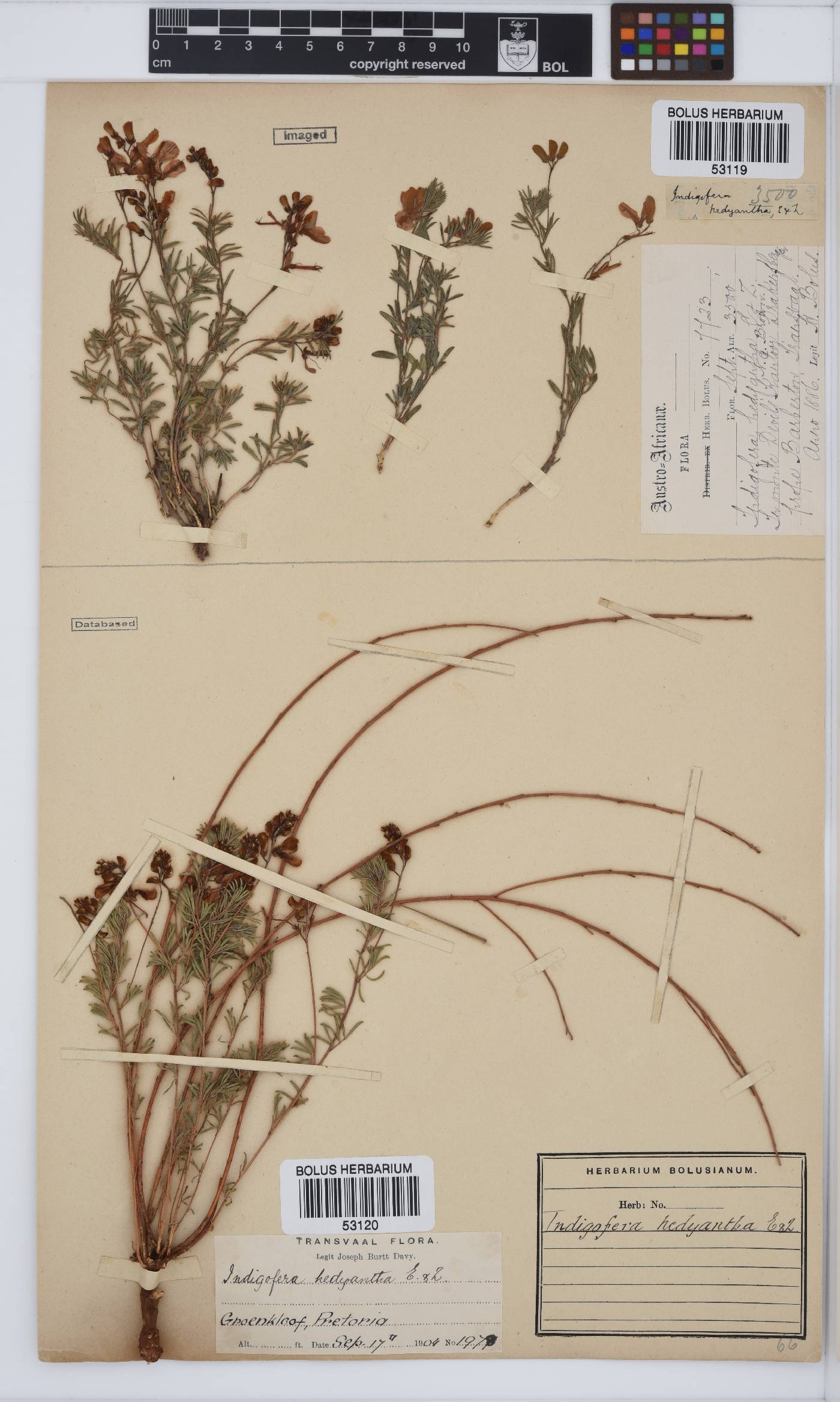 Indigofera hedyantha image