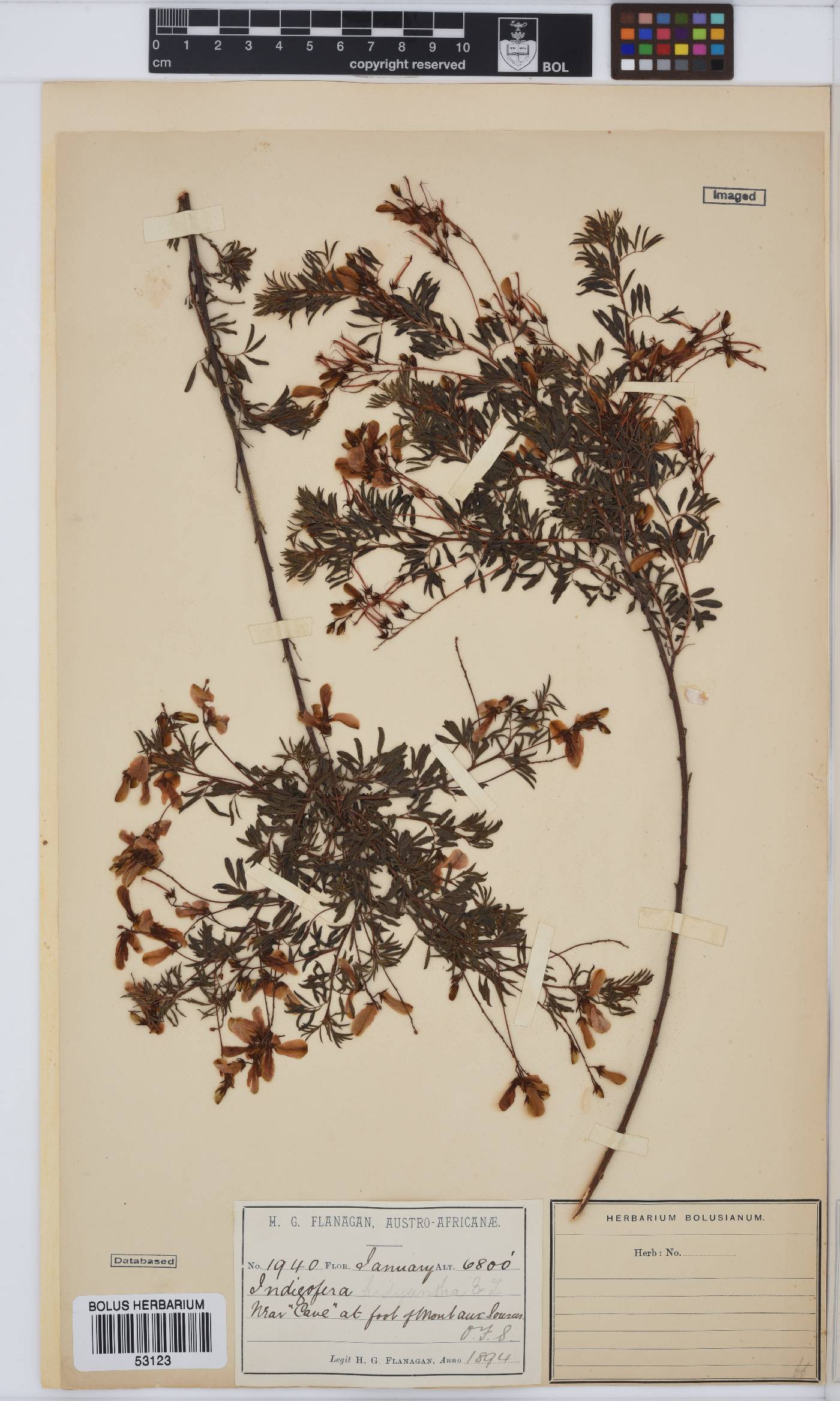 Indigofera hedyantha image