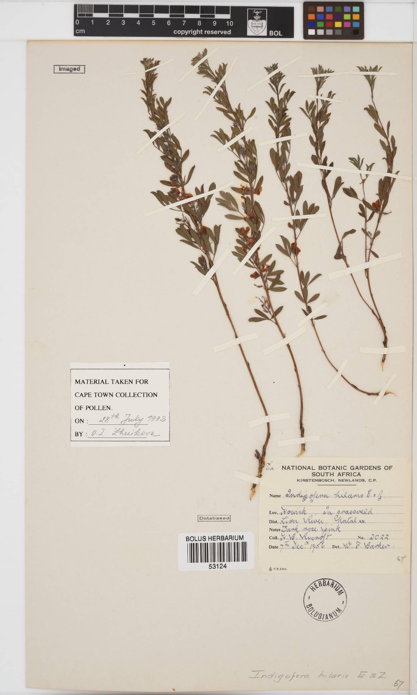 Indigofera image