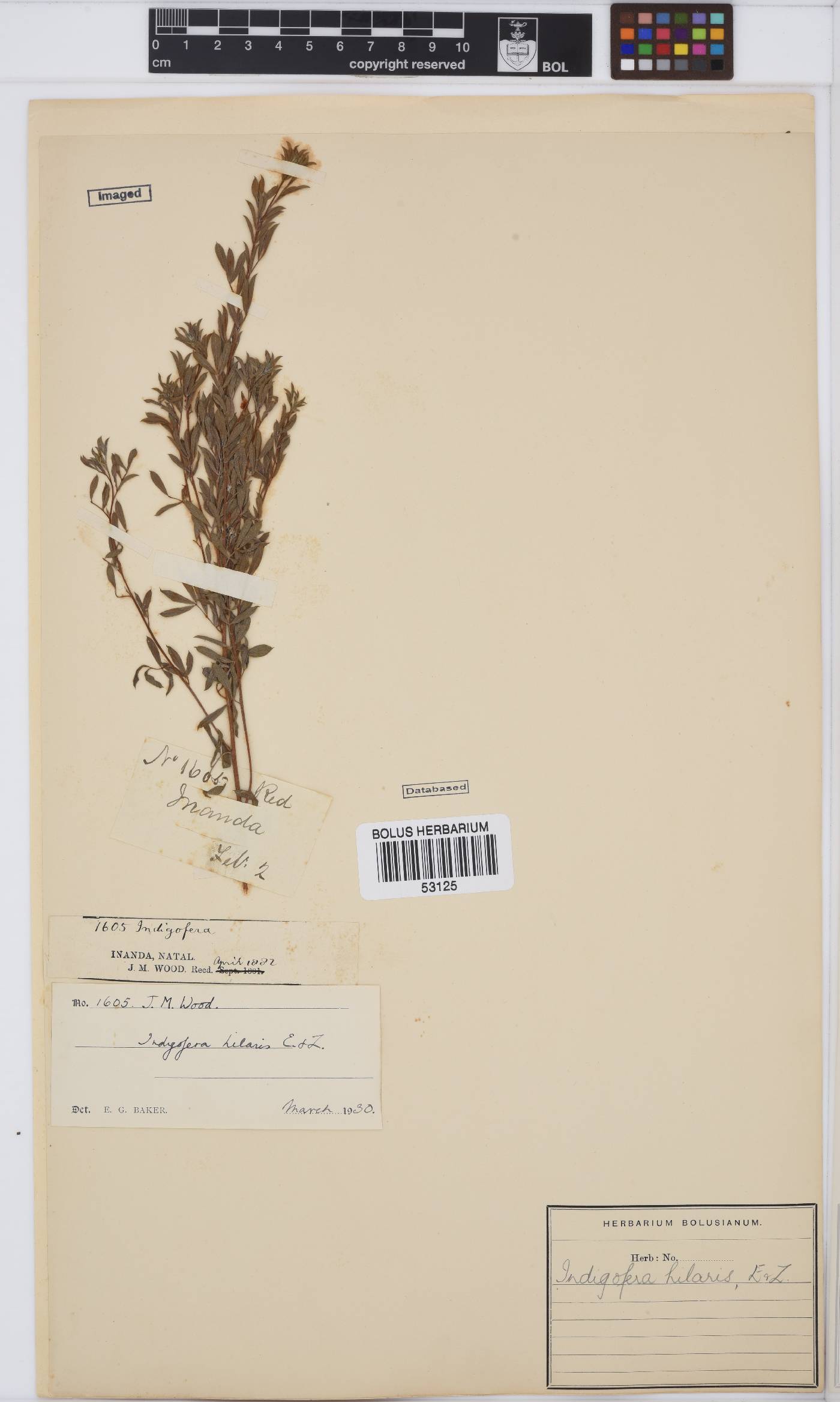 Indigofera image