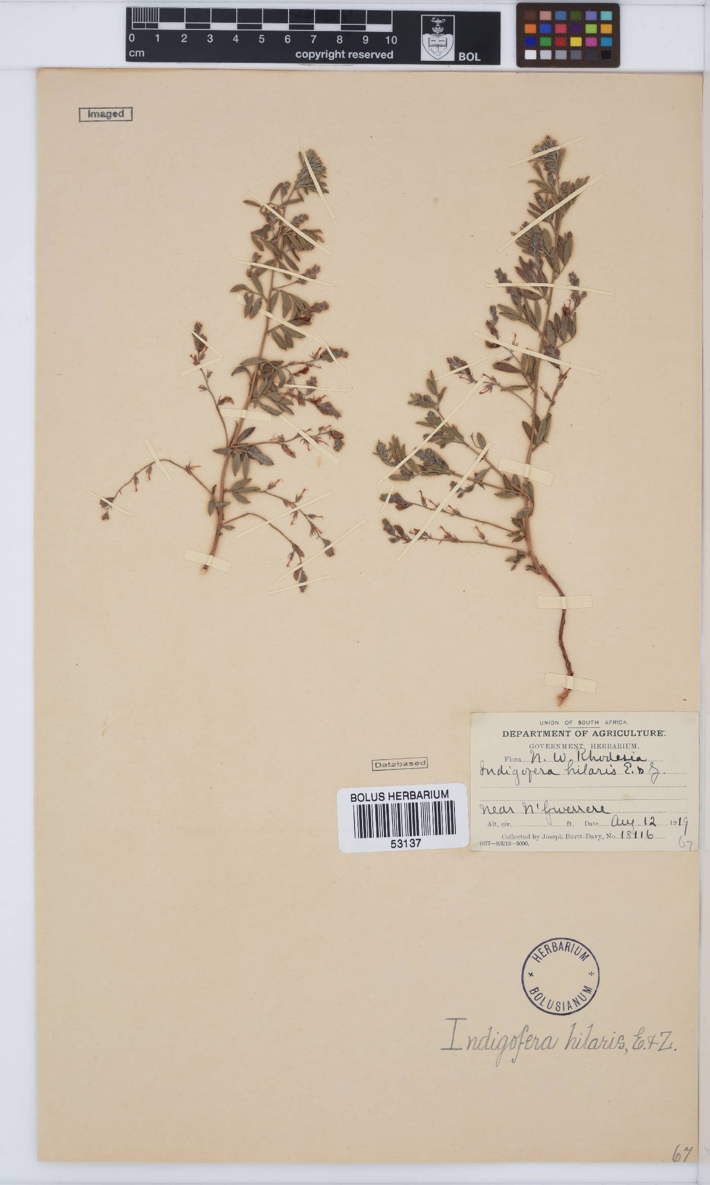 Indigofera hilaris image
