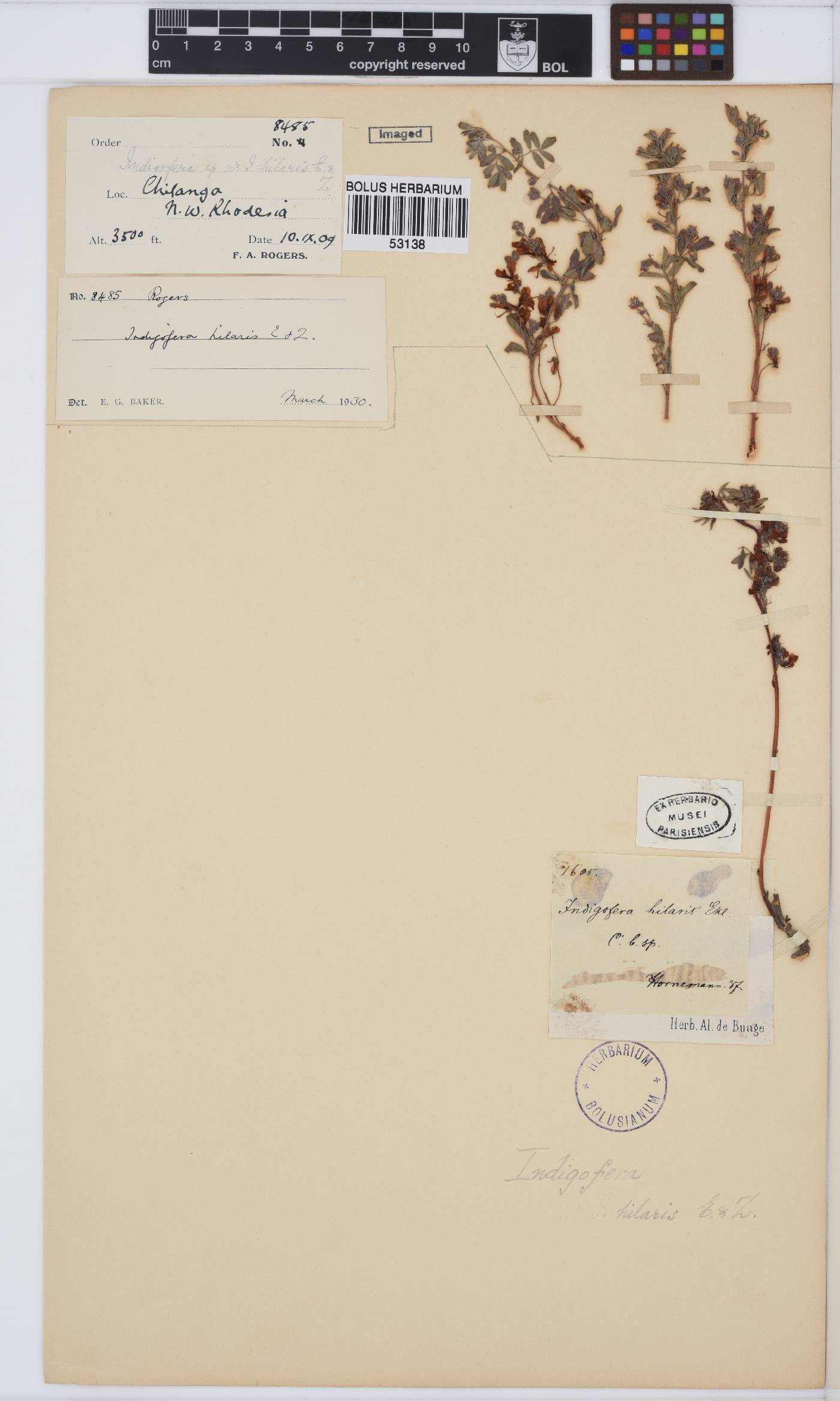 Indigofera image