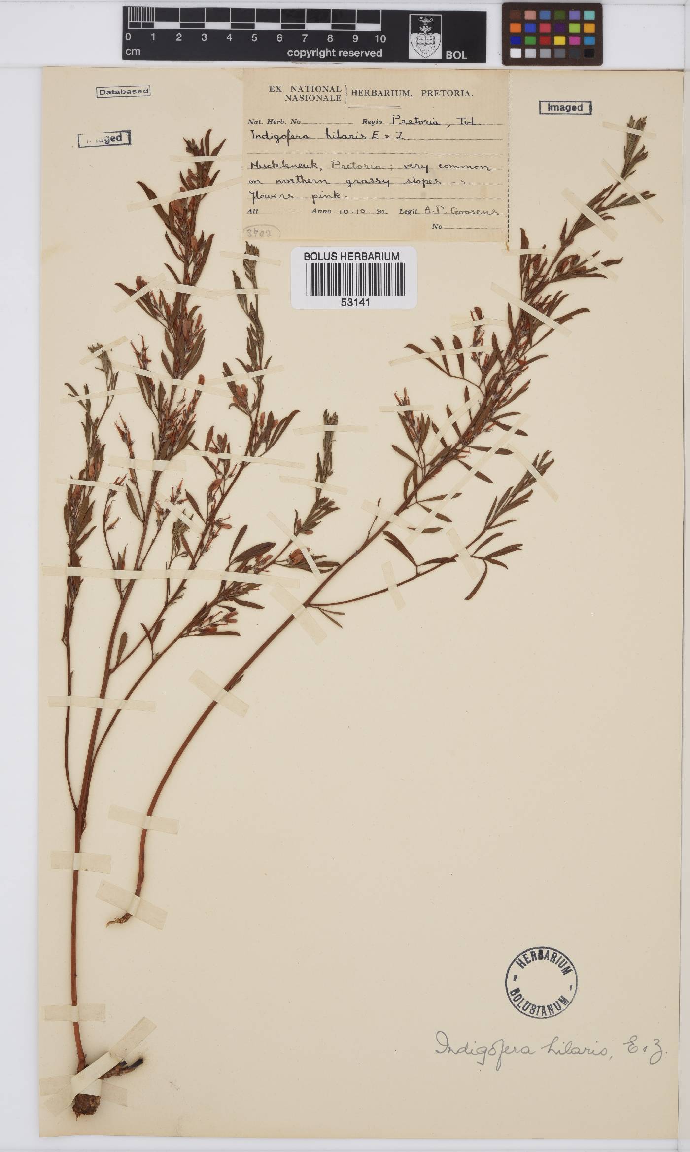 Indigofera hilaris image
