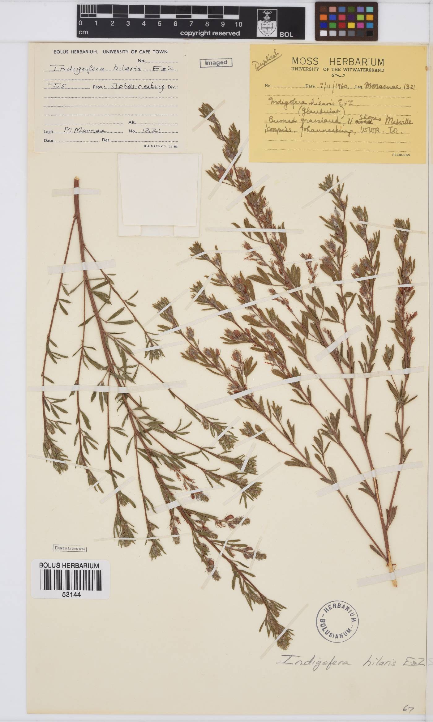Indigofera hilaris image