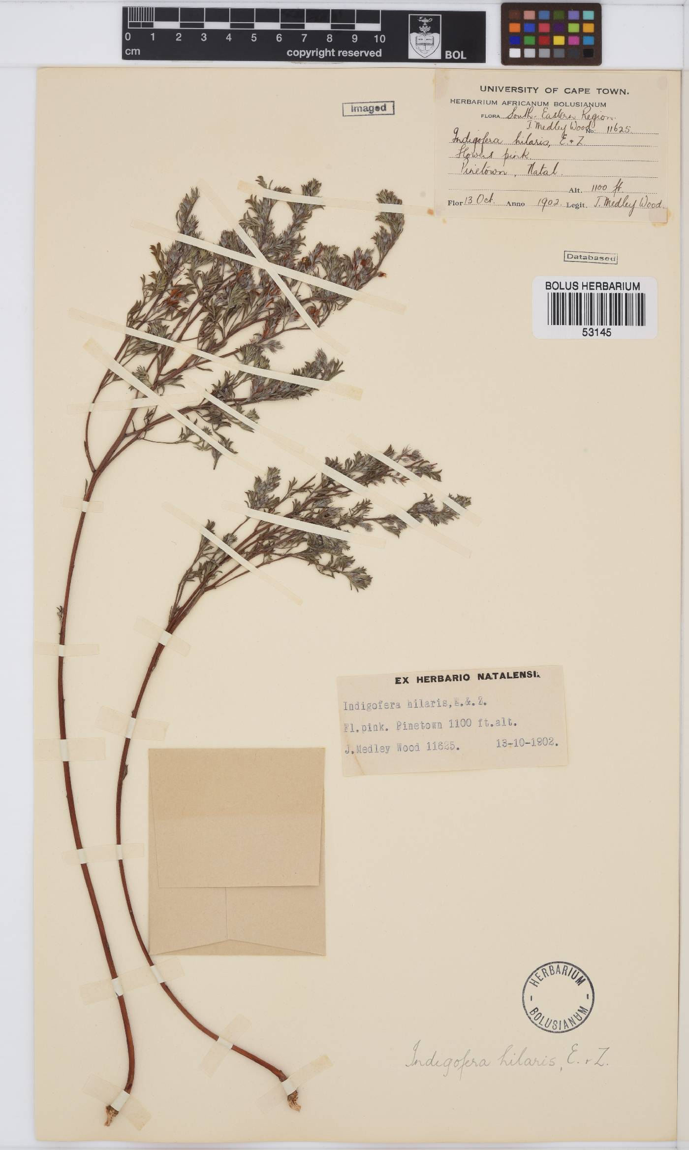 Indigofera hilaris image