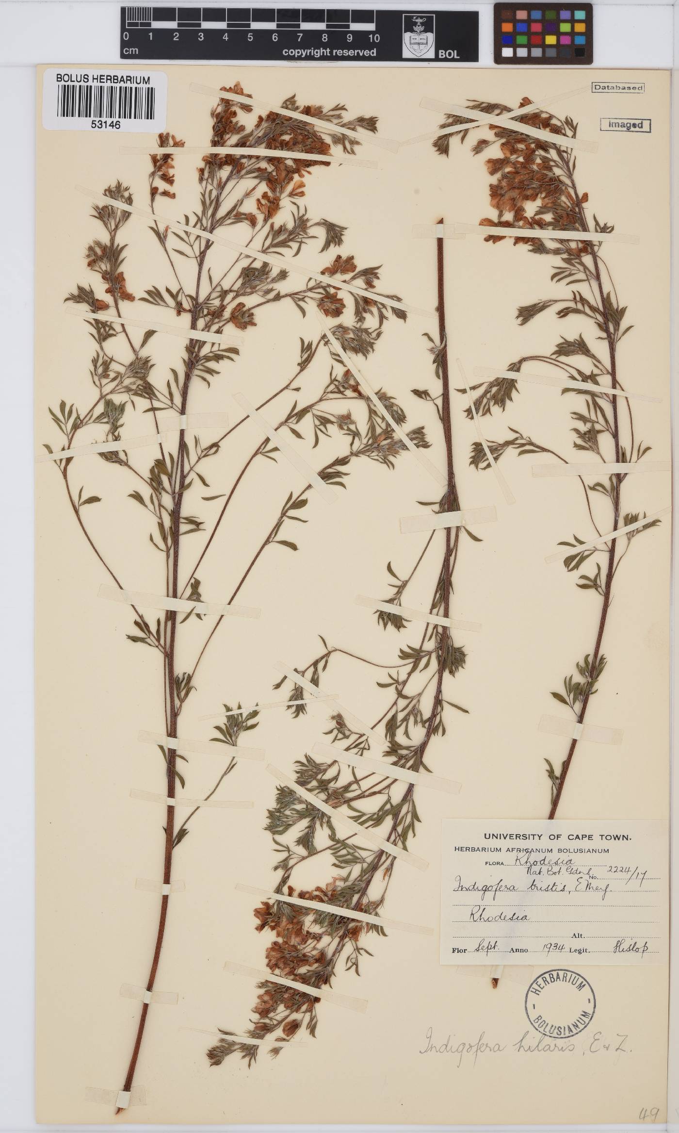 Indigofera hilaris image