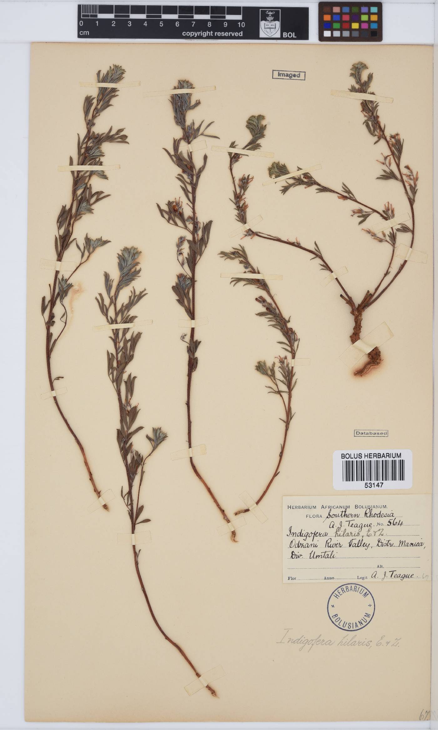 Indigofera hilaris image