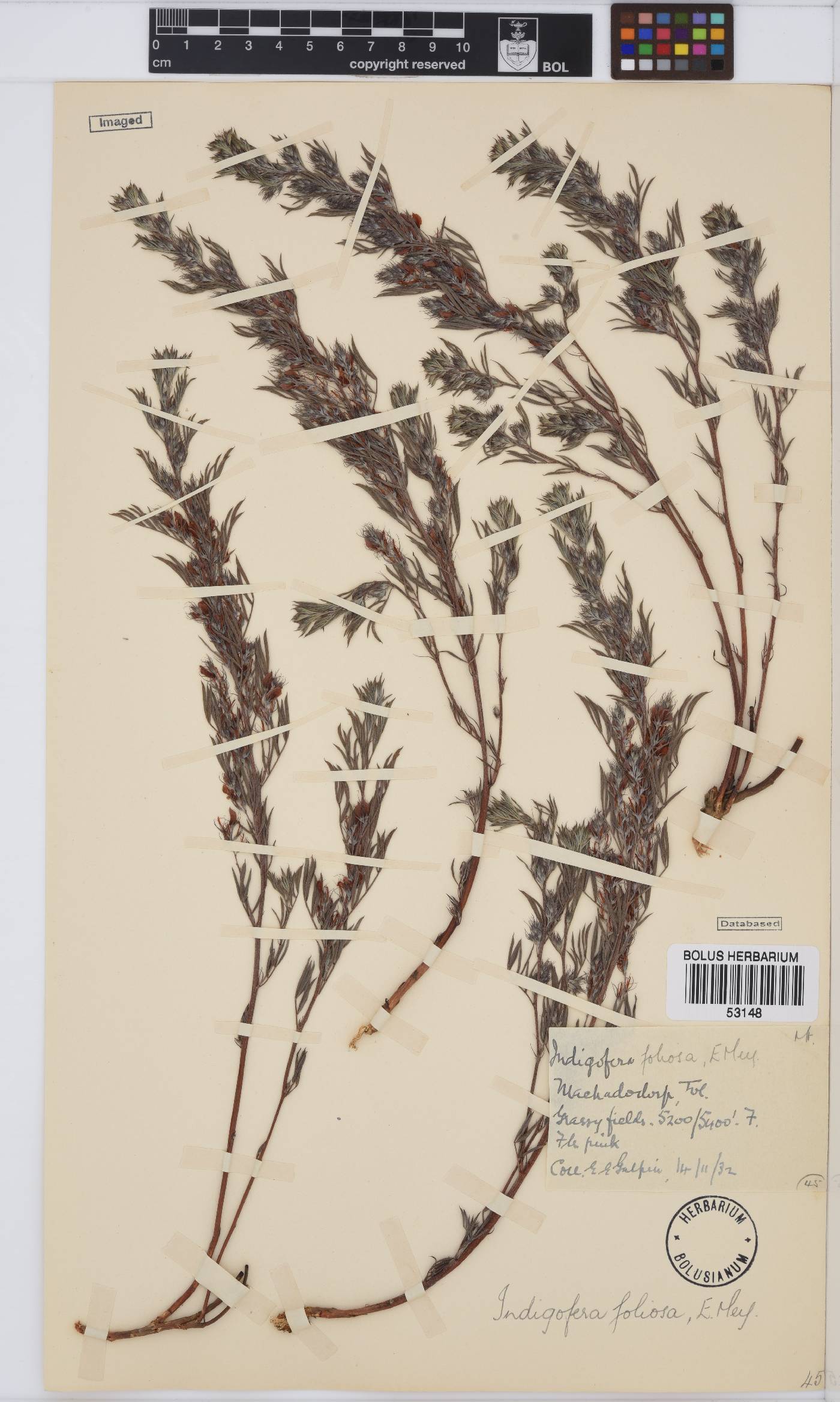 Indigofera hilaris image