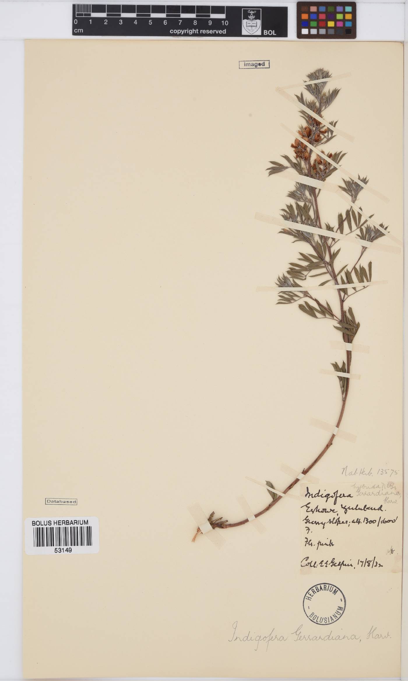 Indigofera hilaris image