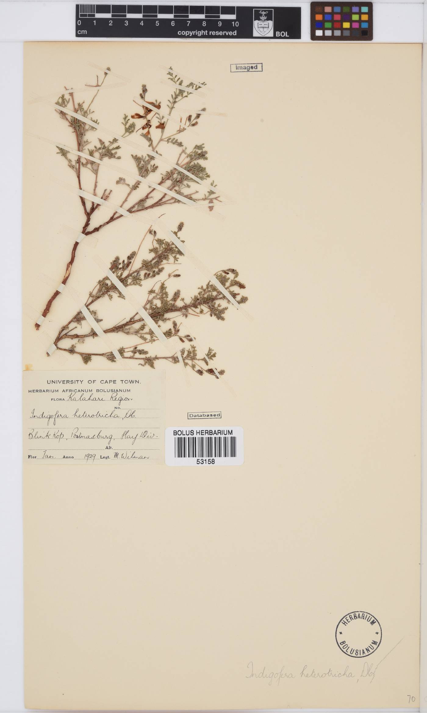 Indigofera image