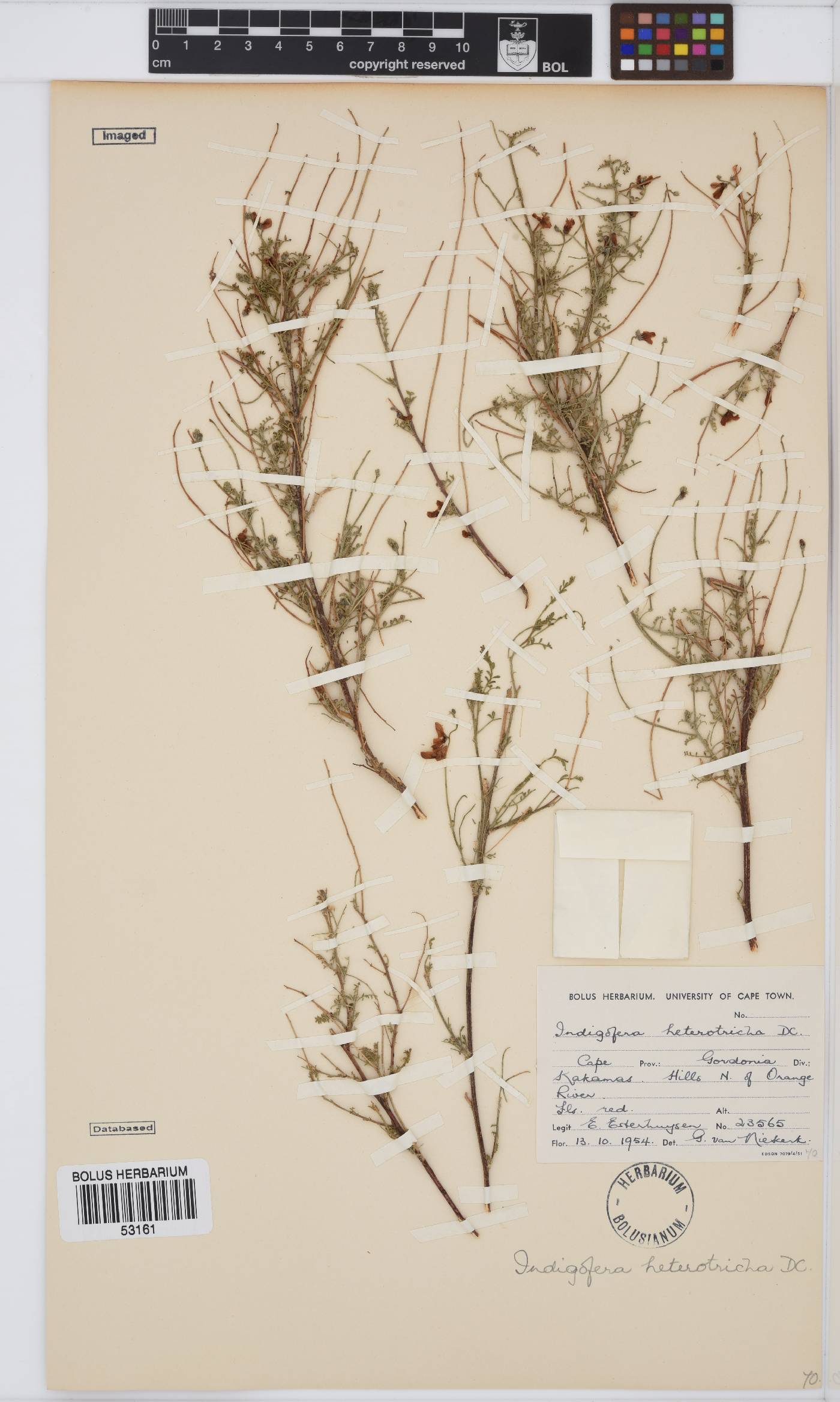 Indigofera heterotricha image