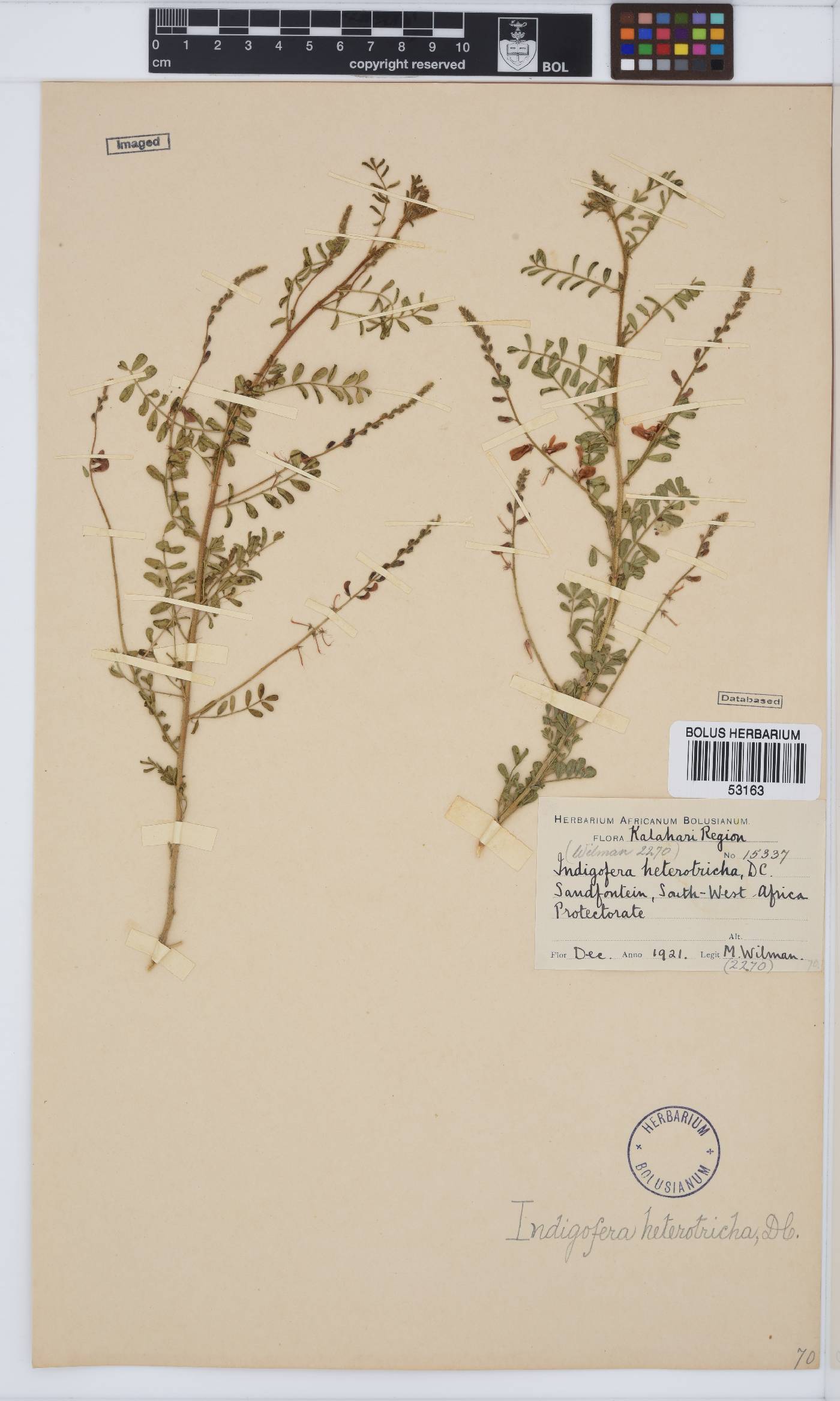 Indigofera heterotricha image