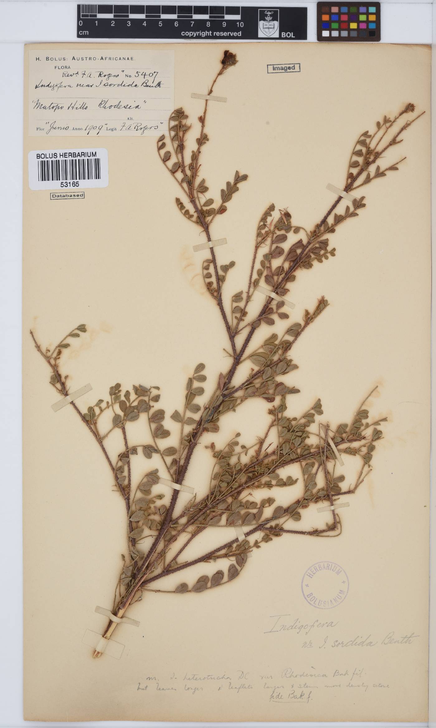 Indigofera sordida image