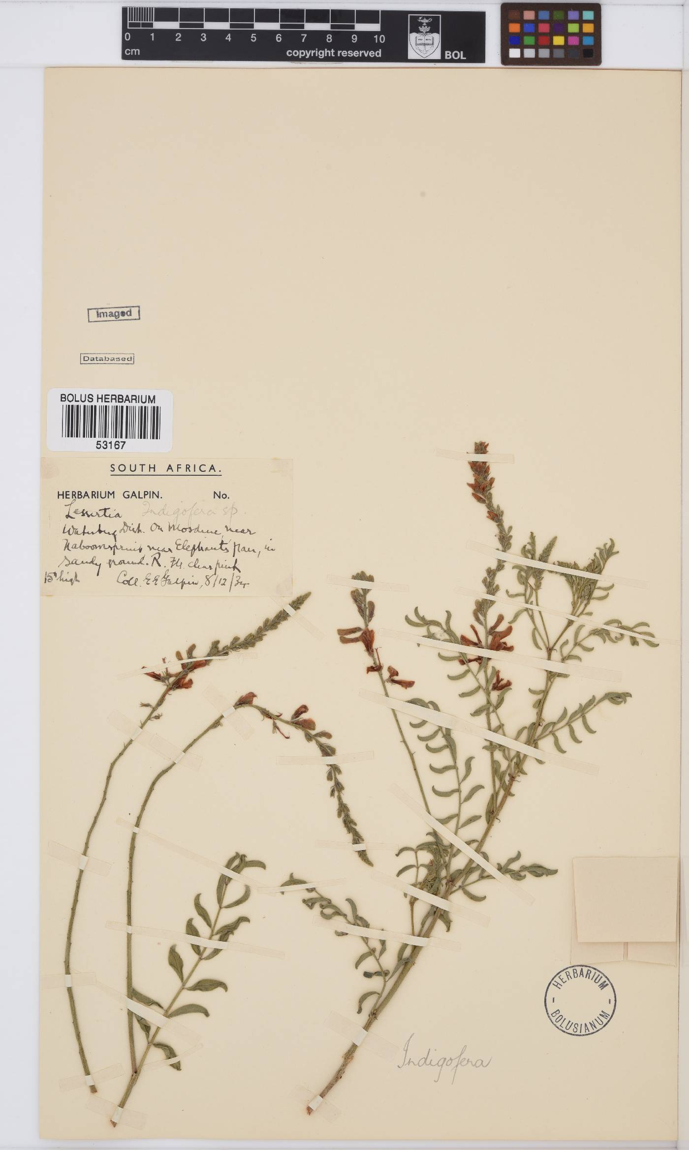 Indigofera sordida image