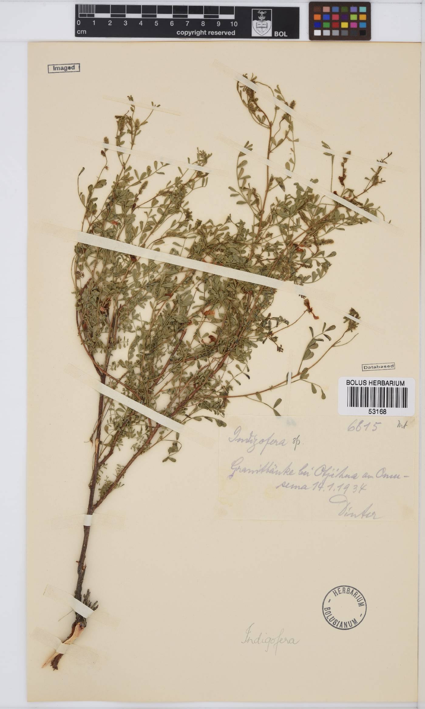 Indigofera sordida image