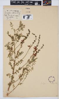 Indigofera sordida image