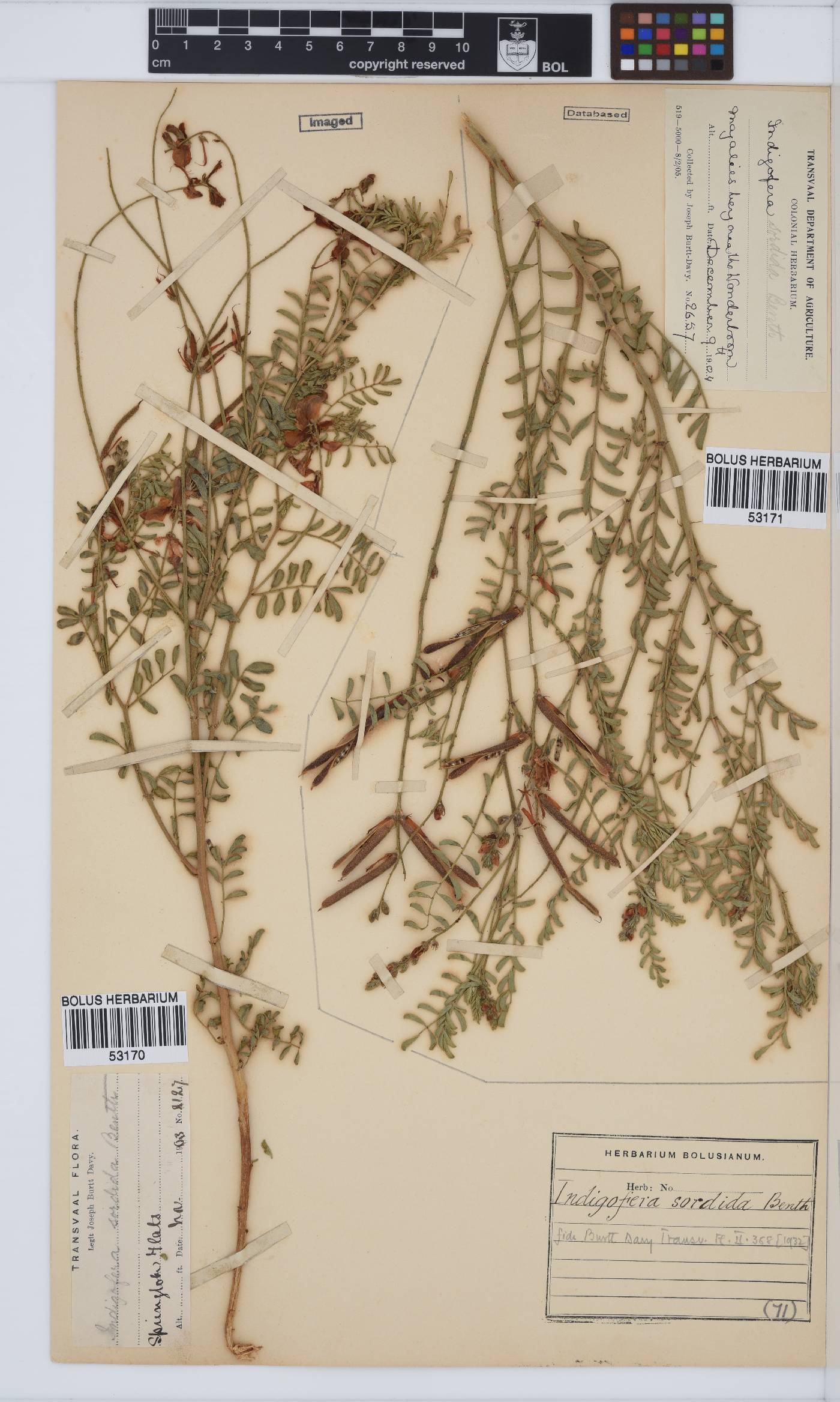 Indigofera sordida image