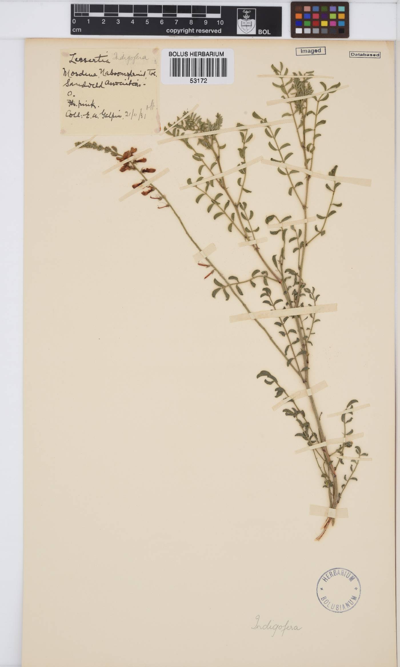 Indigofera sordida image