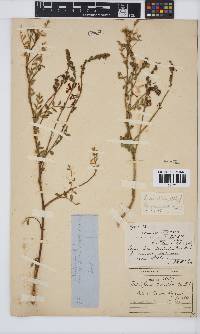 Indigofera sordida image