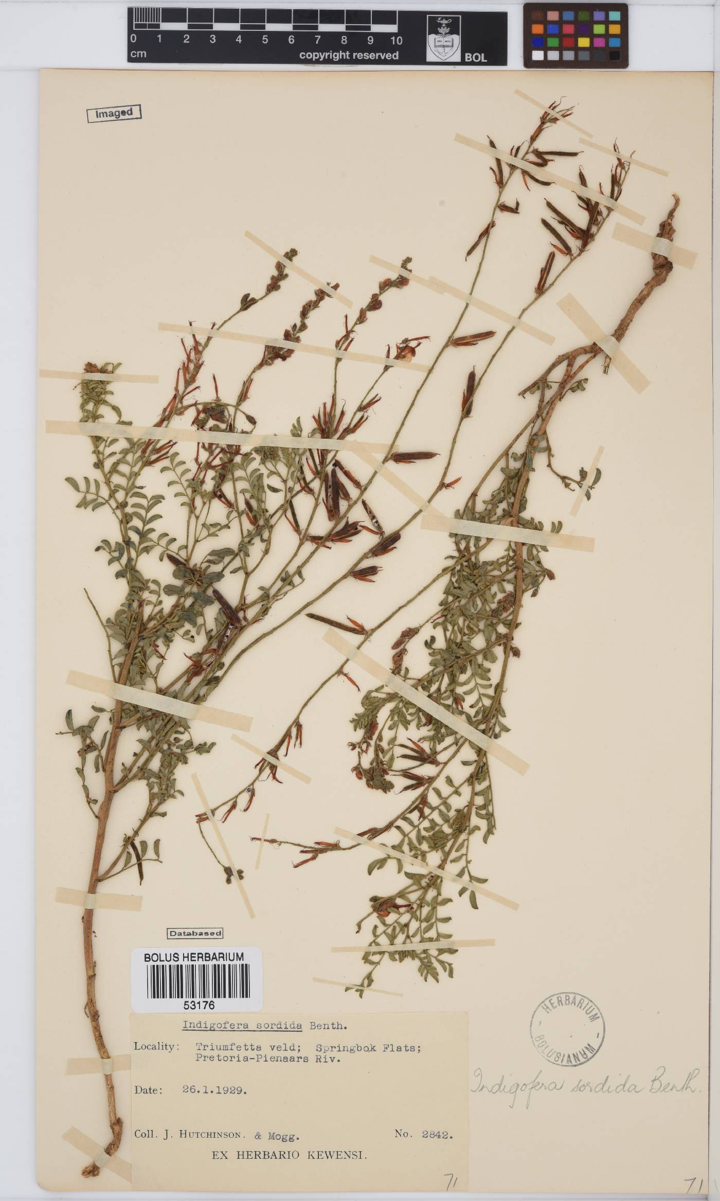 Indigofera sordida image