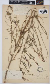 Indigofera sordida image